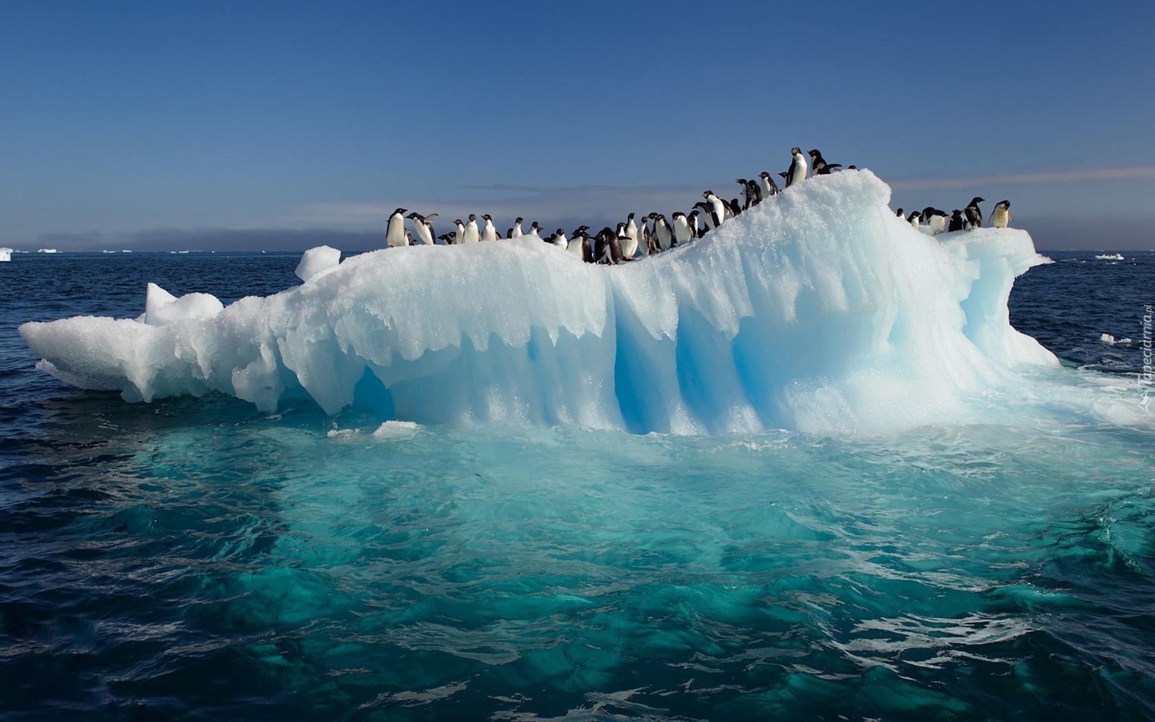 Pingwiny, Kra, Lodowa, Morze