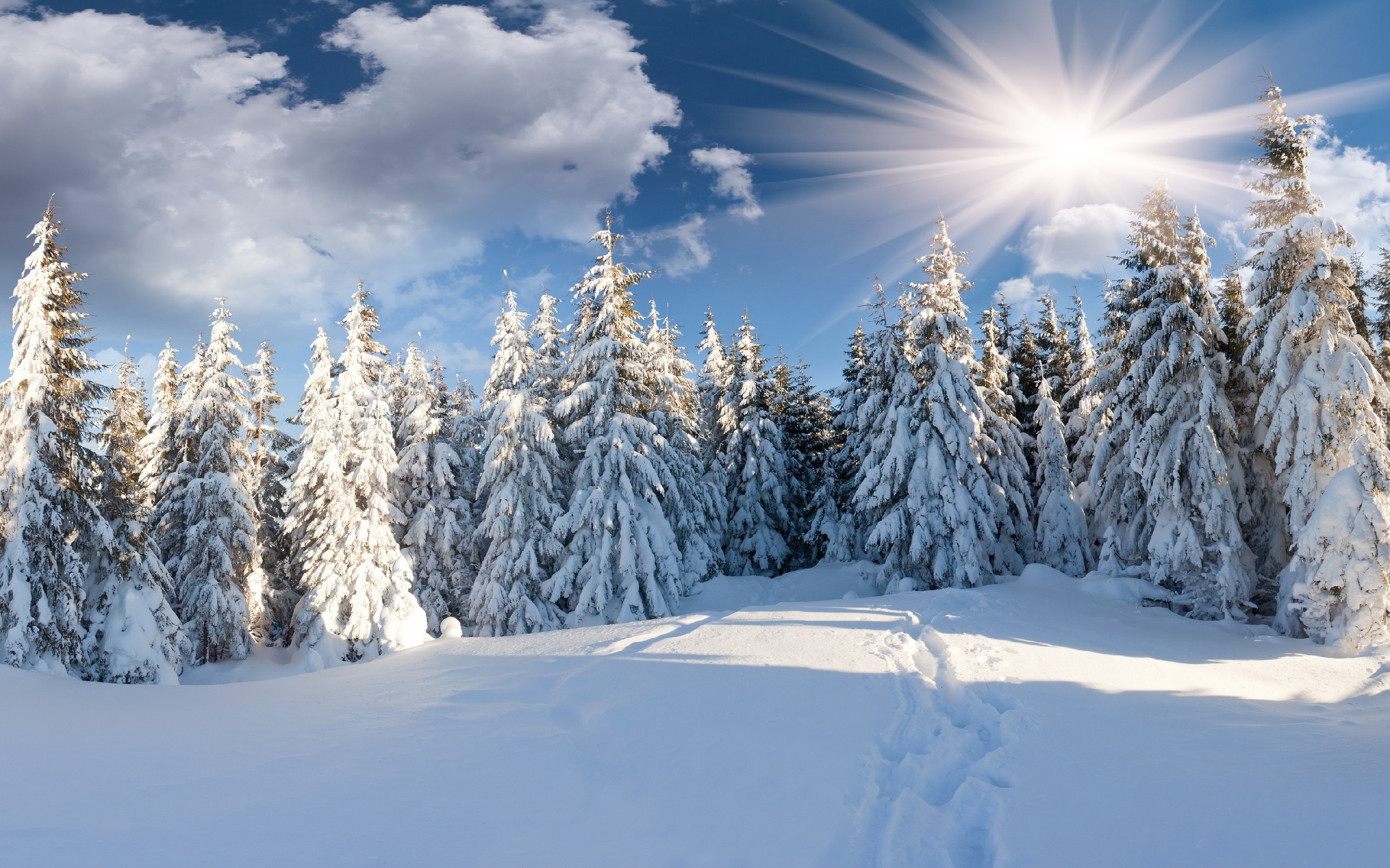 Promienie Słońca, Drzewa, Pokryte, Śniegiem