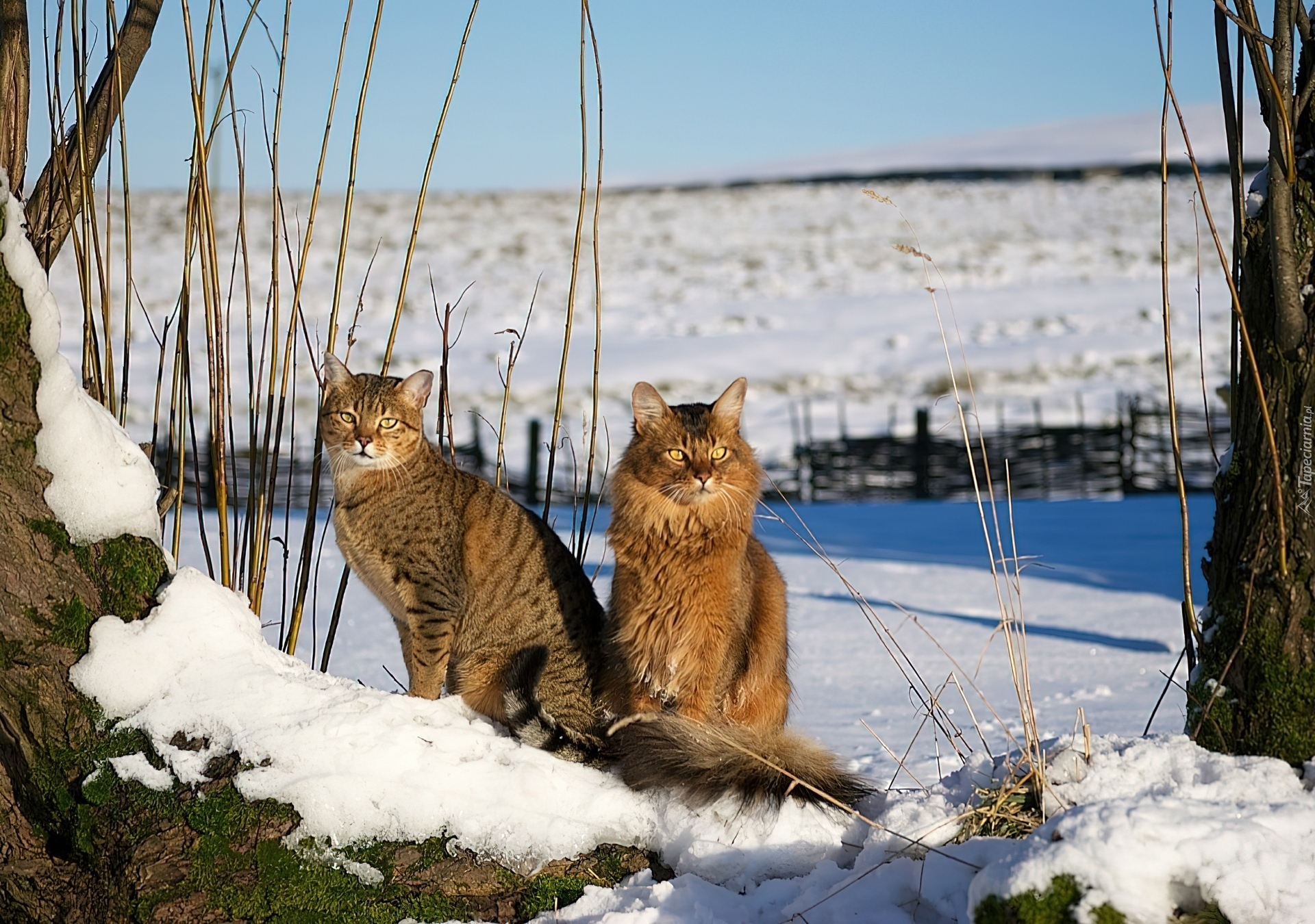 Dwa, Koty, Śnieg