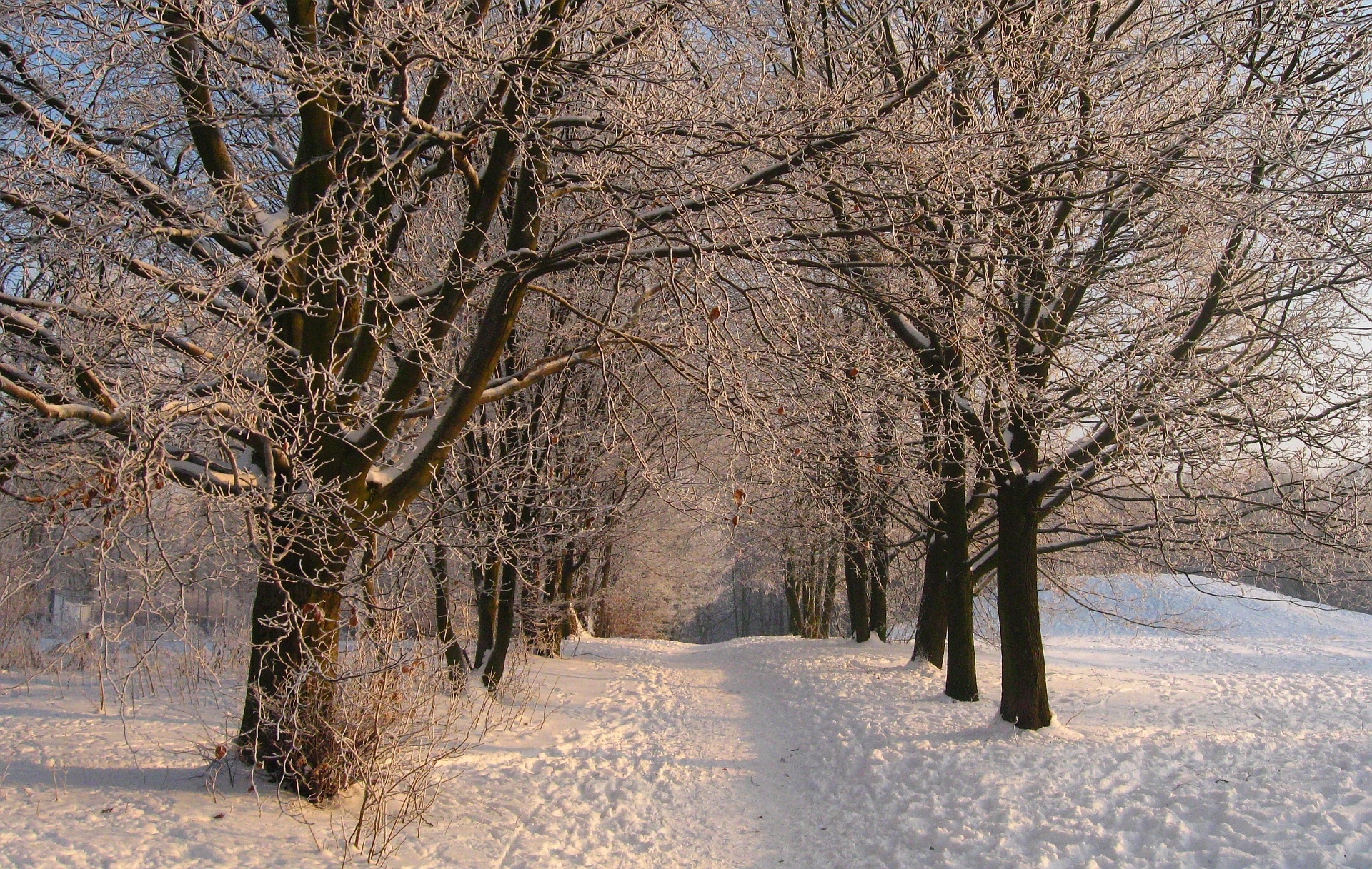 Zima, Park, Drzewa, Śnieg