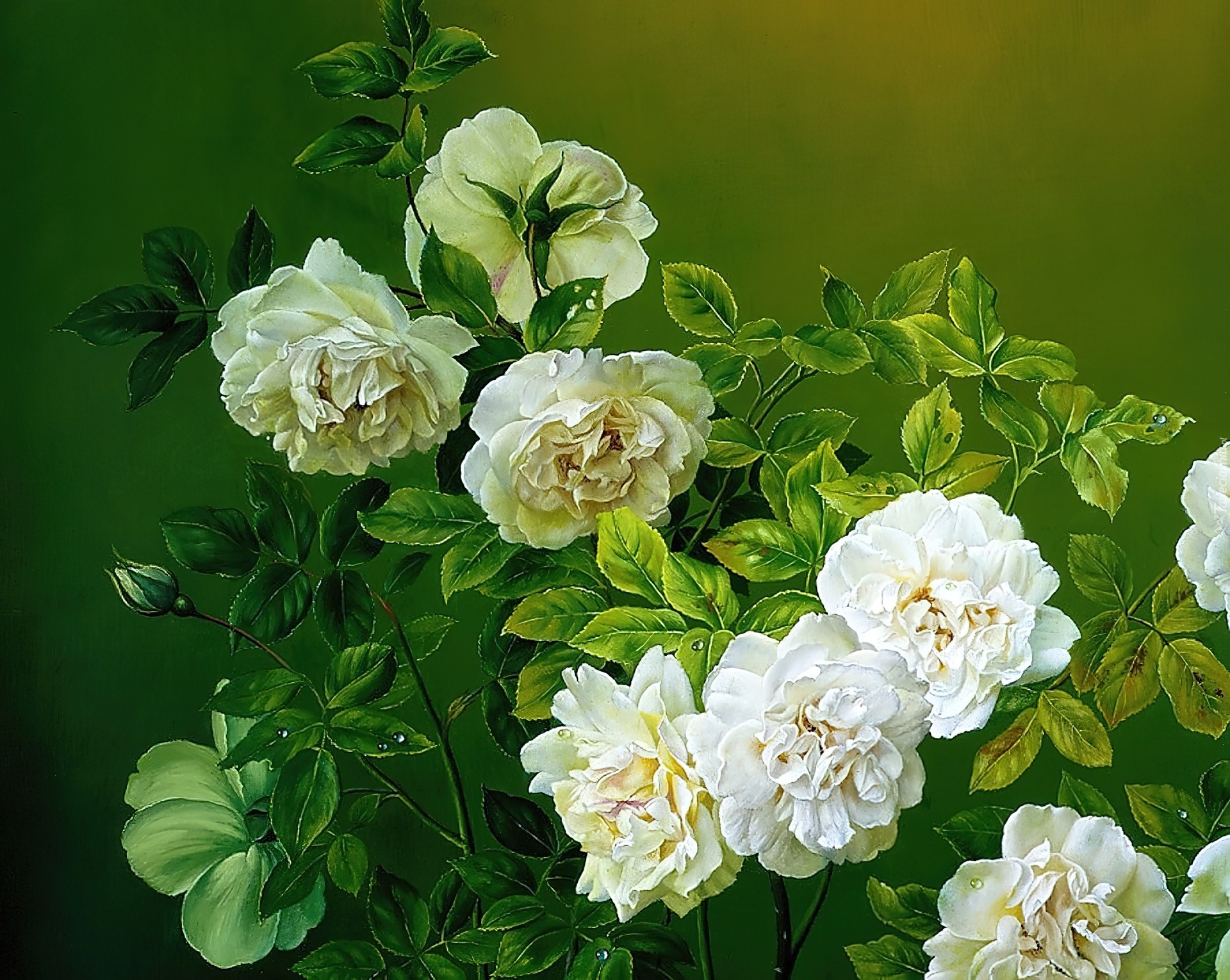 Krzew, Białych, Róż, Jose Escofet