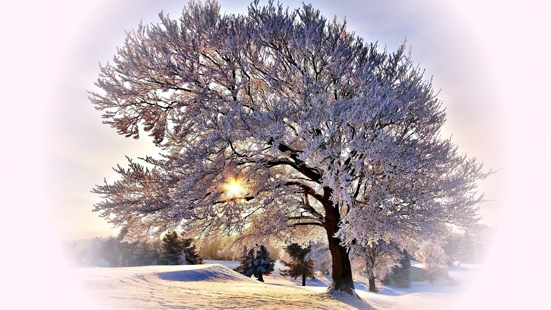 Promienie, Słońca, Drzewo, Zima