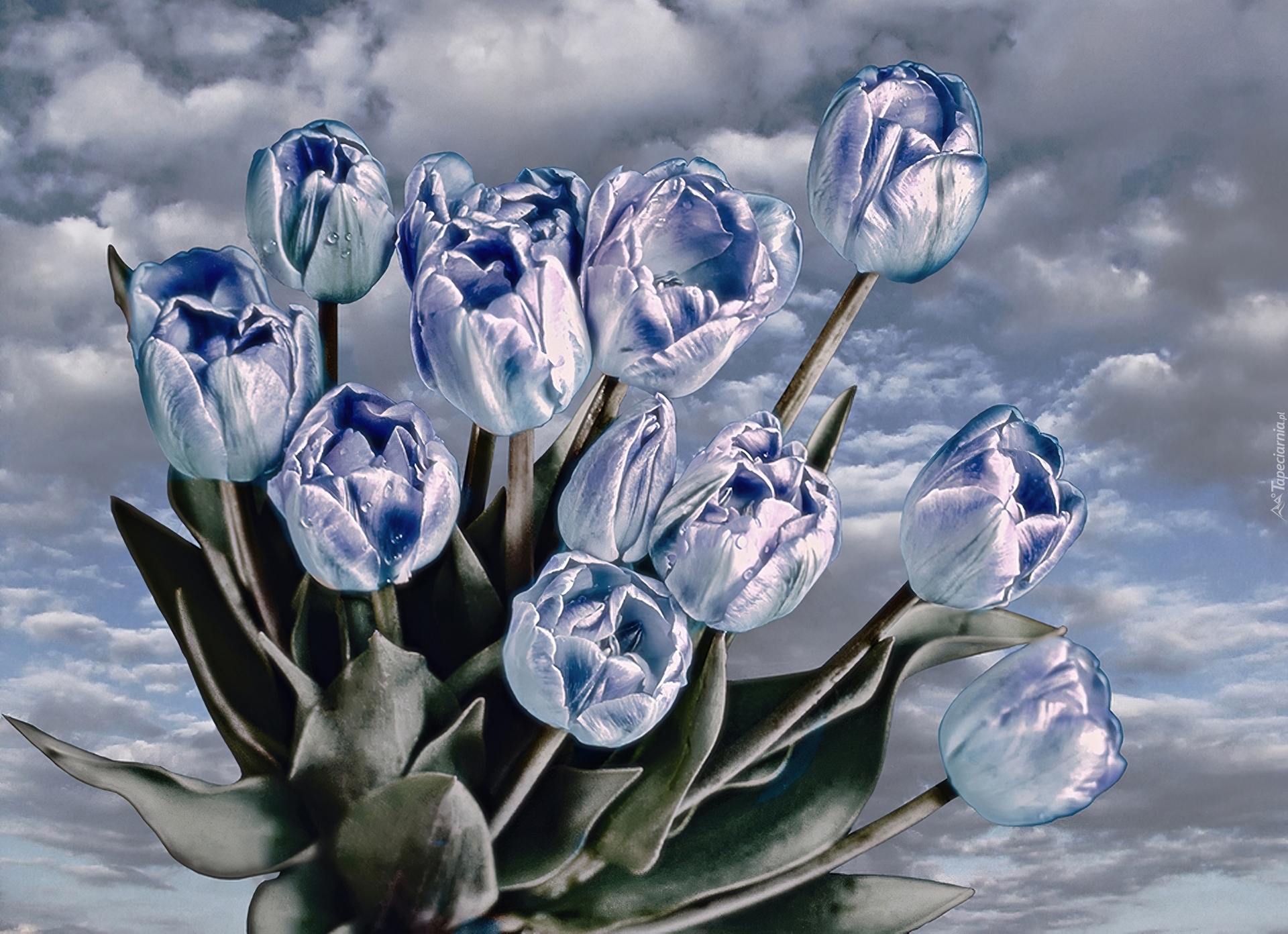 Niebieskie, Tulipany