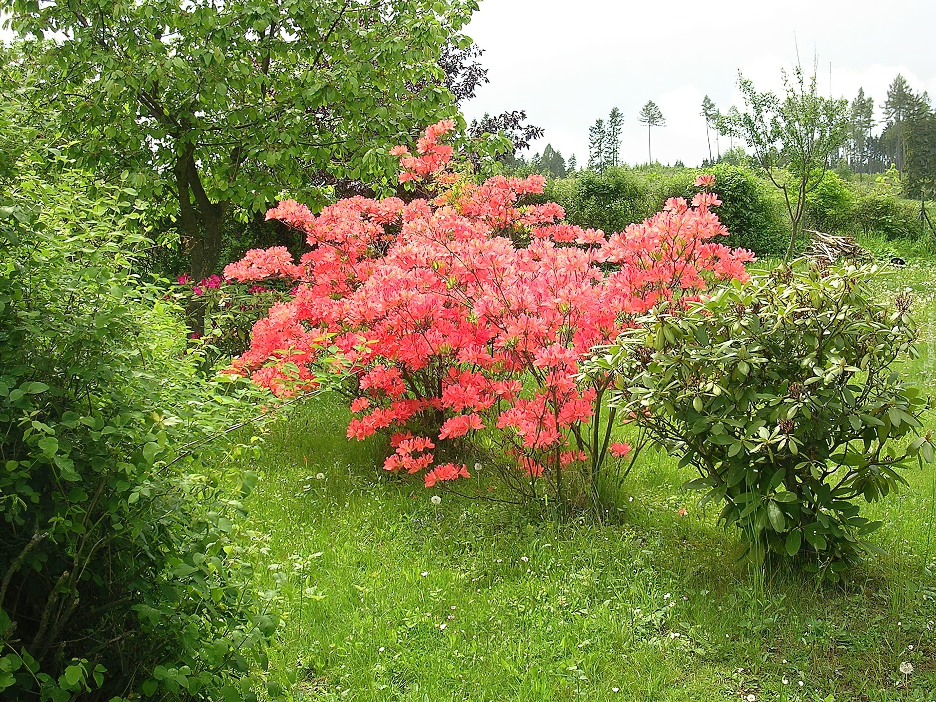 Ogród, Azalia, Różanecznik