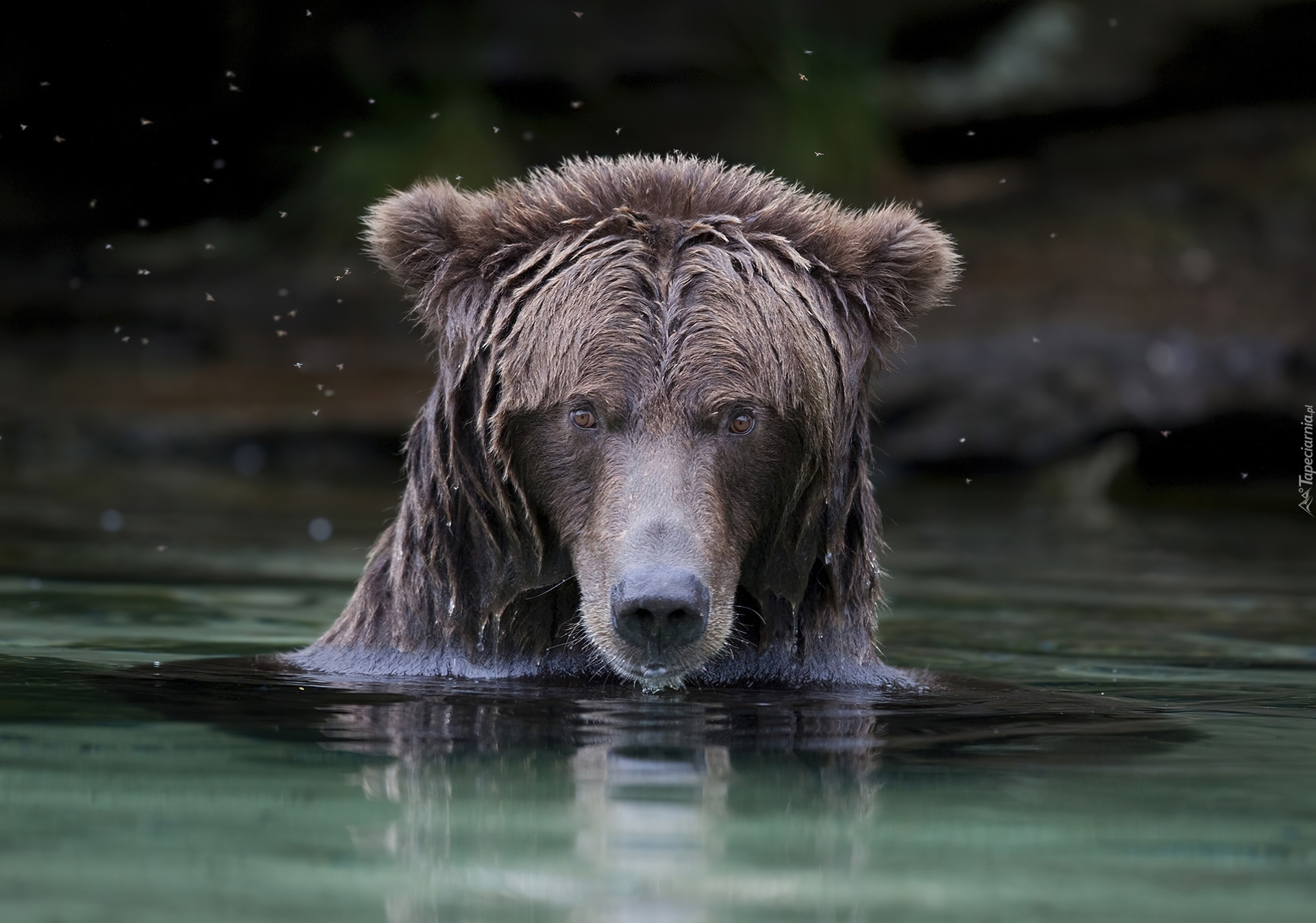 Niedźwiedź, Kąpiel