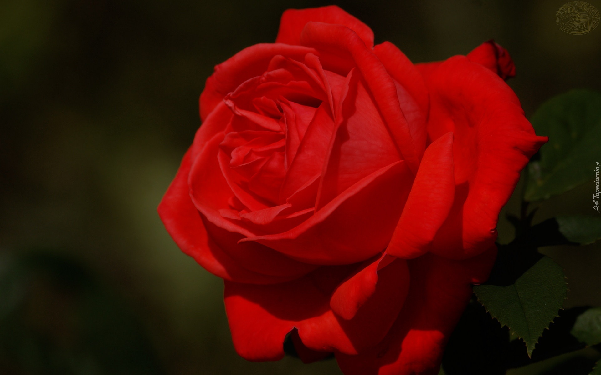 Kwiat, Czerwona, Róża