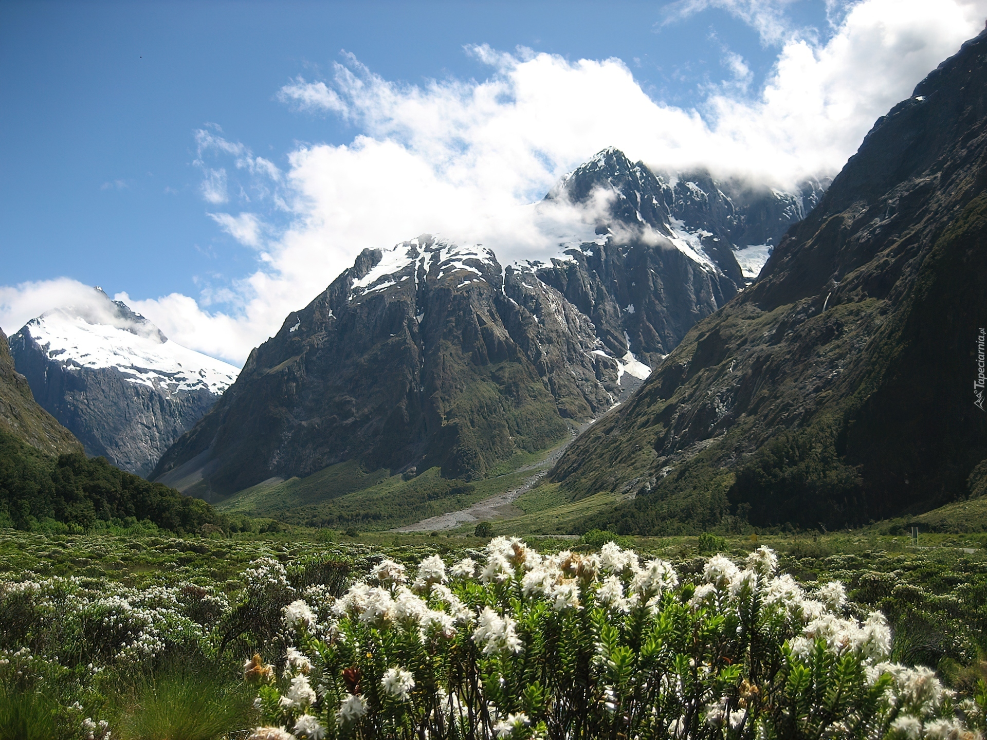 Góry, Kwiatki, Park Narodowy Fiordland, Nowa Zelandia