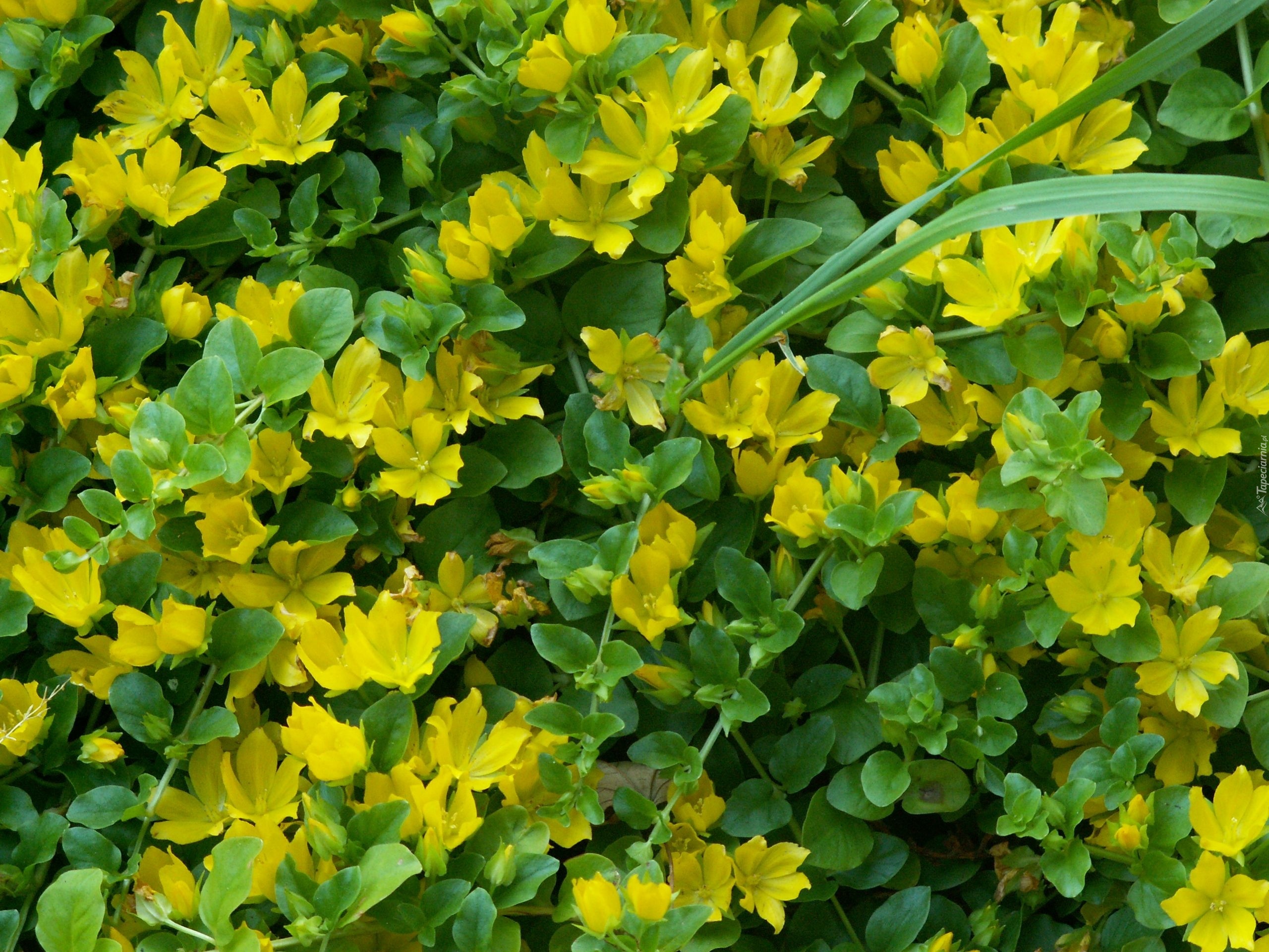 Żółte, Drobne, Kwiatuszki