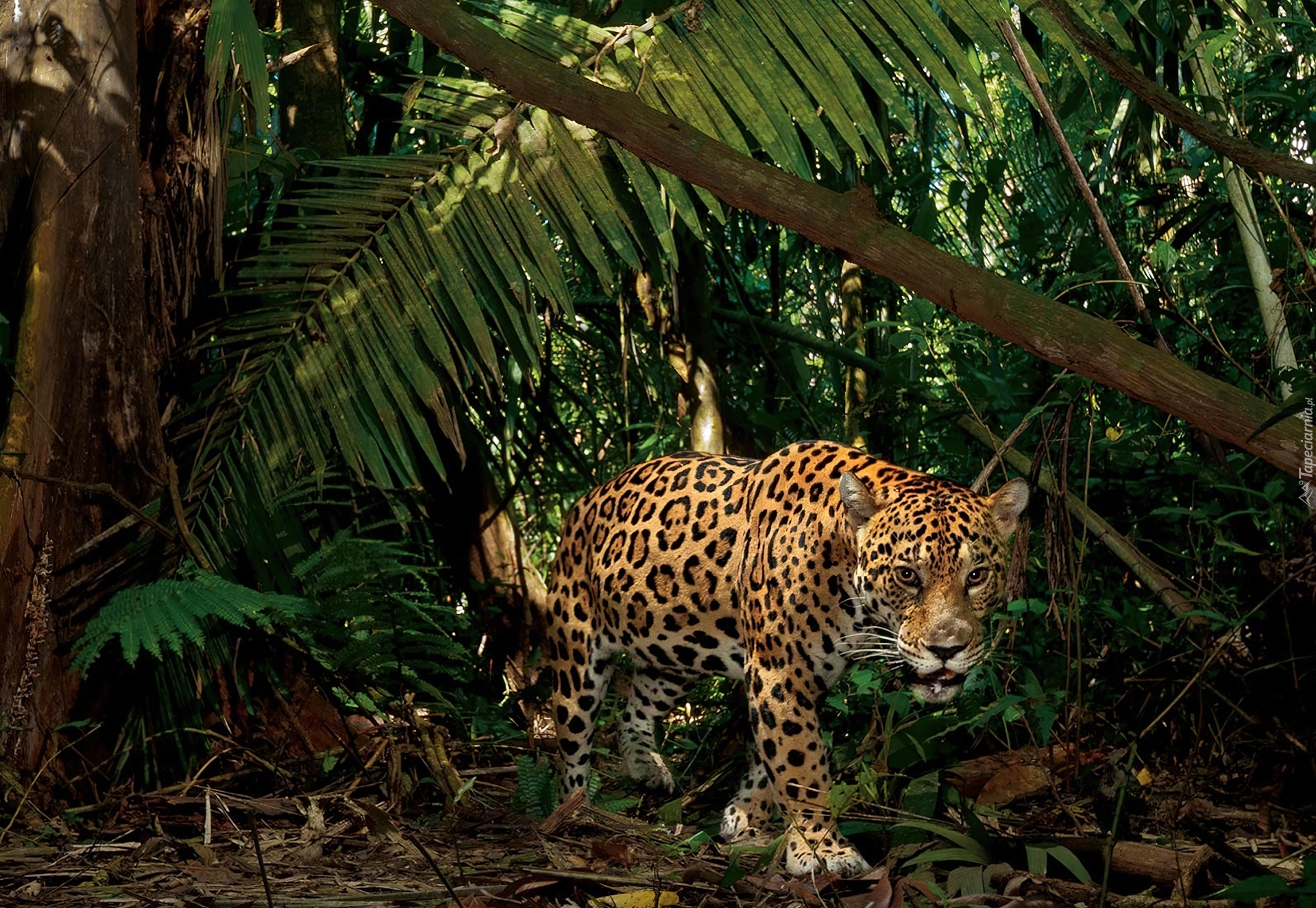Jaguar, Dżungla