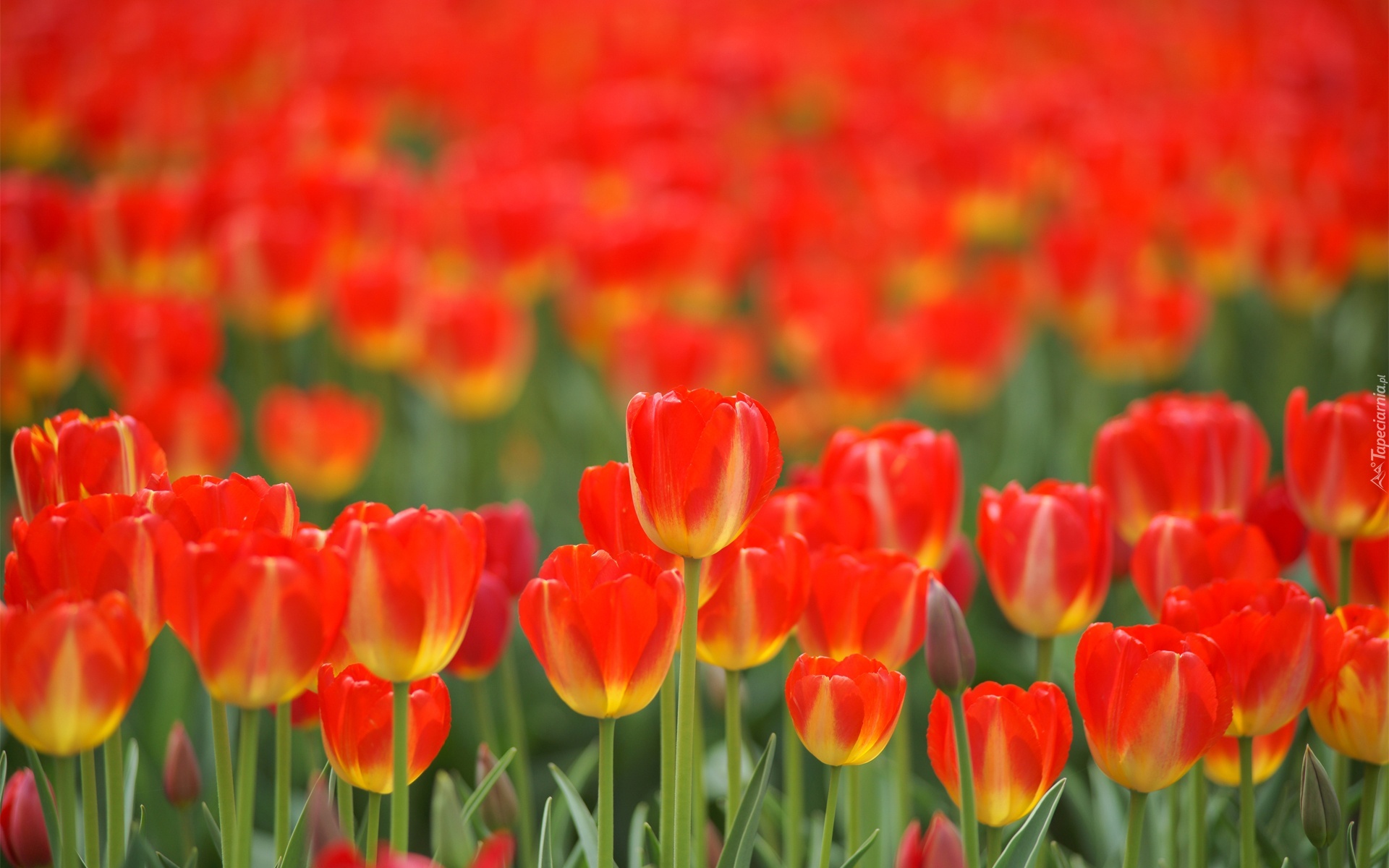 Czerwono, Żółte, Tulipany
