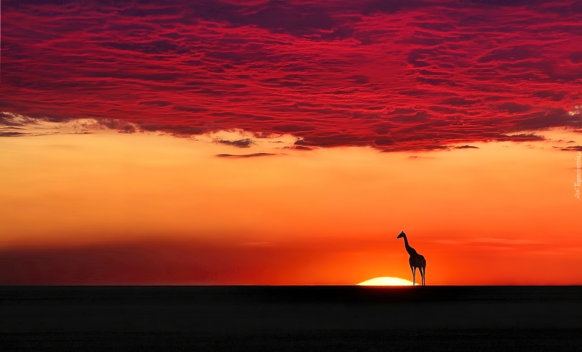 Żyrafa, Zachód, Słońca