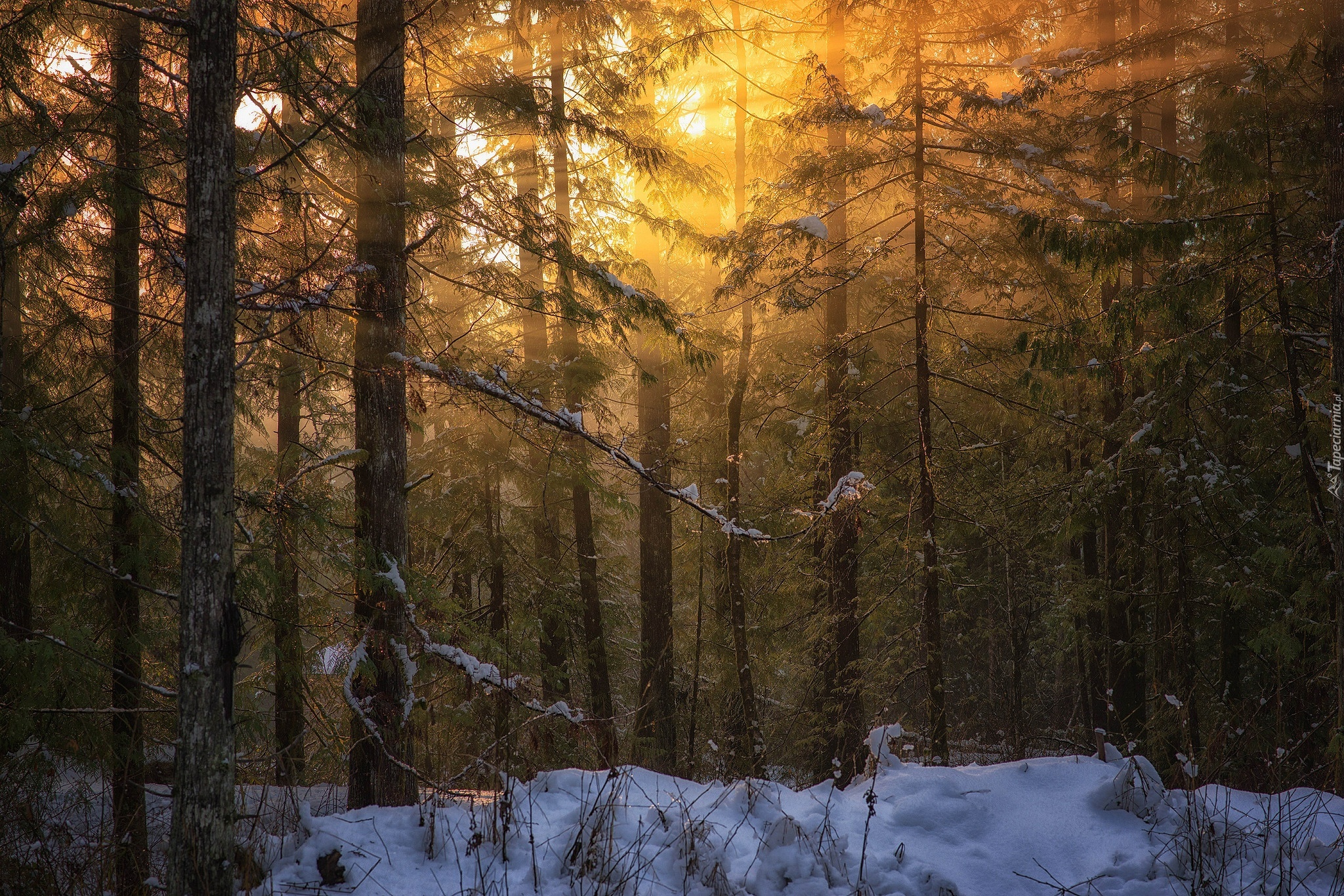 Las, Przebijające, Światło, Zima