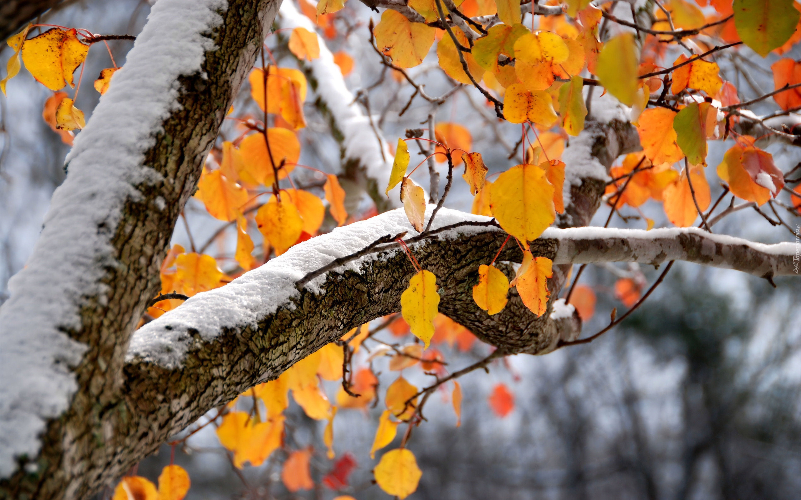 Liście, Drzewo, Jesień, Zima, Śnieg