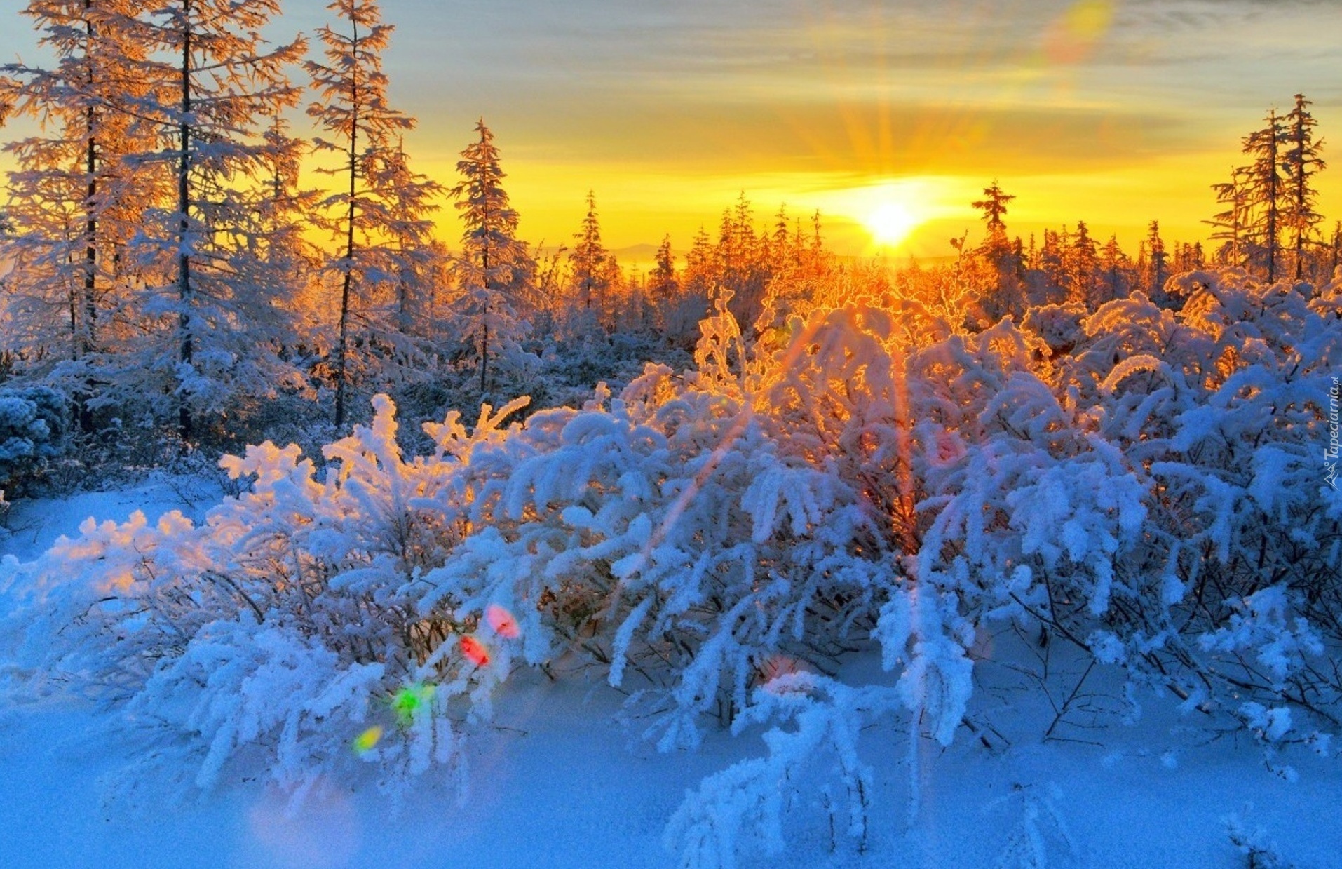 Drzewa, Krzewy, Śnieg, Promienie, Słońca