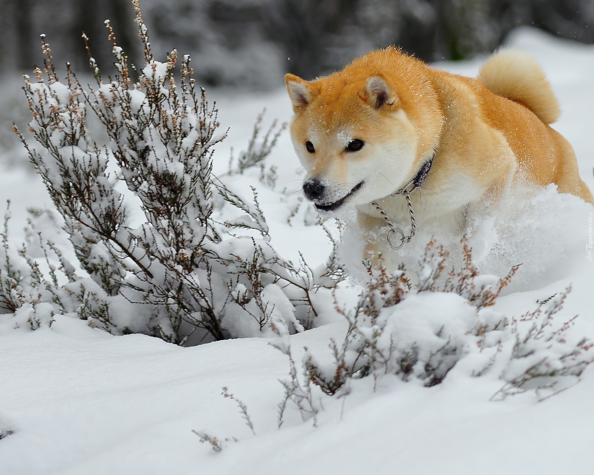 Piesek, Śnieg, Zima, Akita
