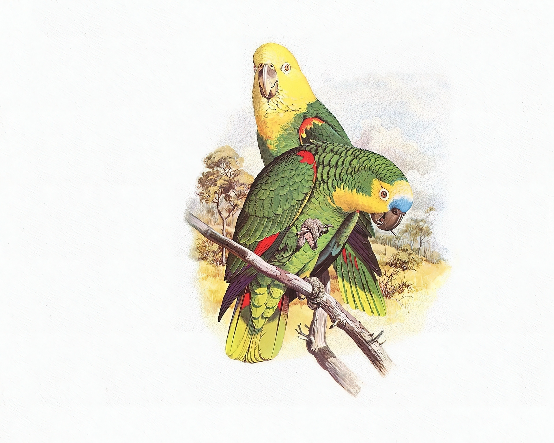 Zielone, Papugi, Żółte, Głowy, Edward Lear