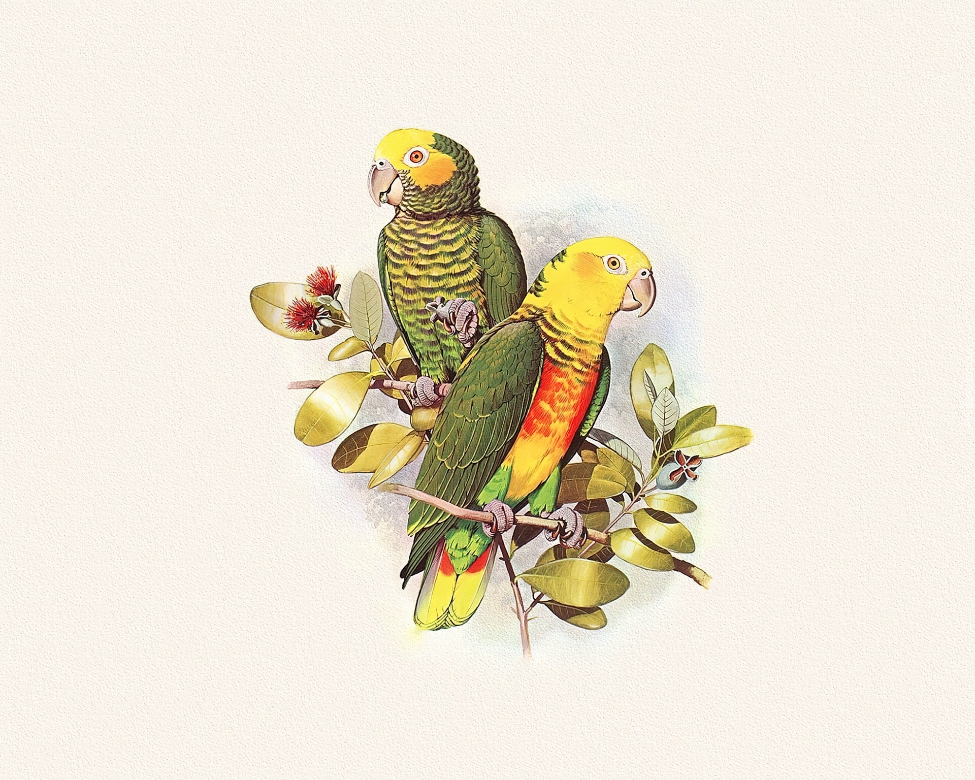 Kolorowe, Papugi, Listki, Edward Lear
