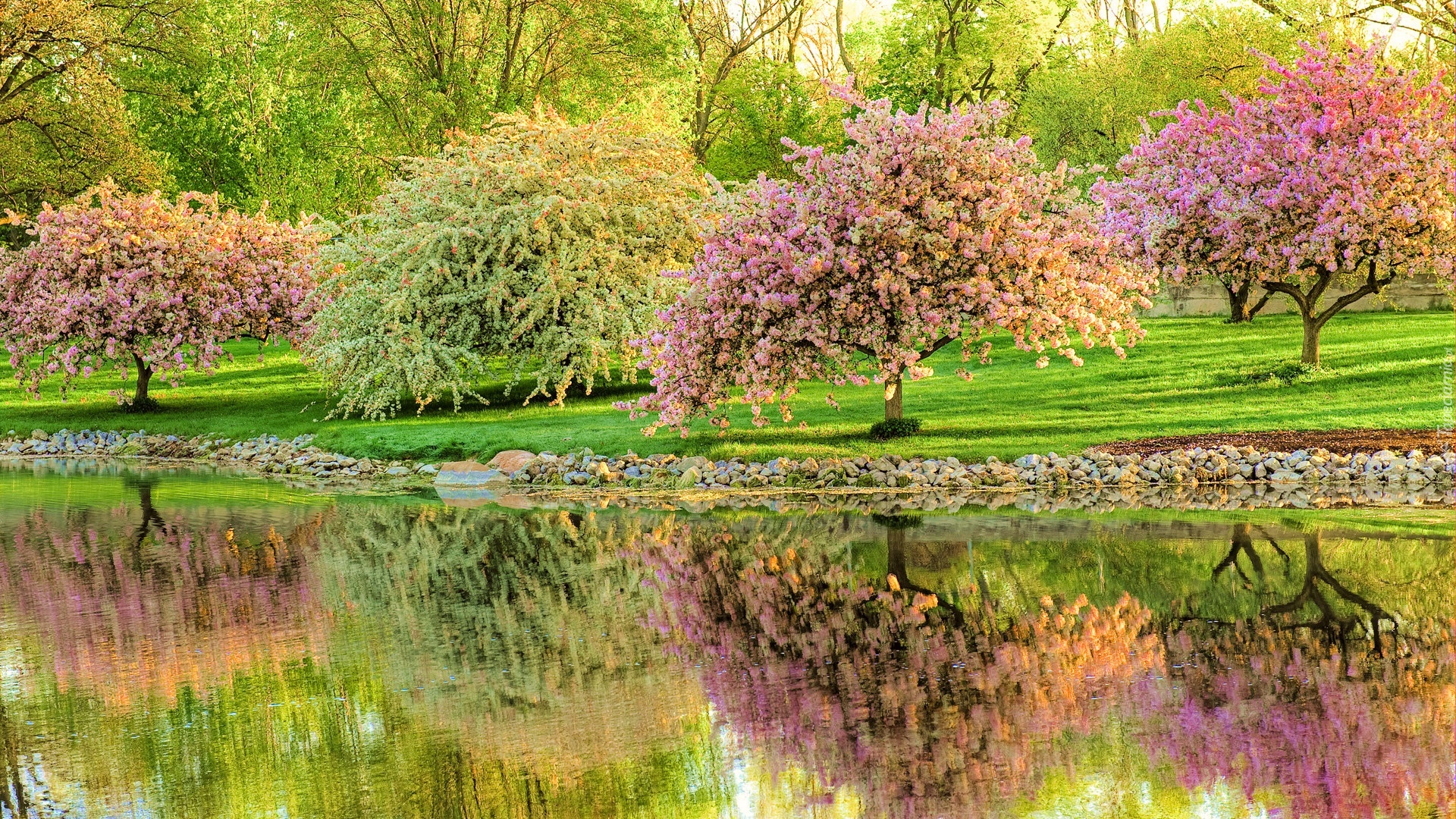 Kwitnące, Drzewka, Rzeka, Park