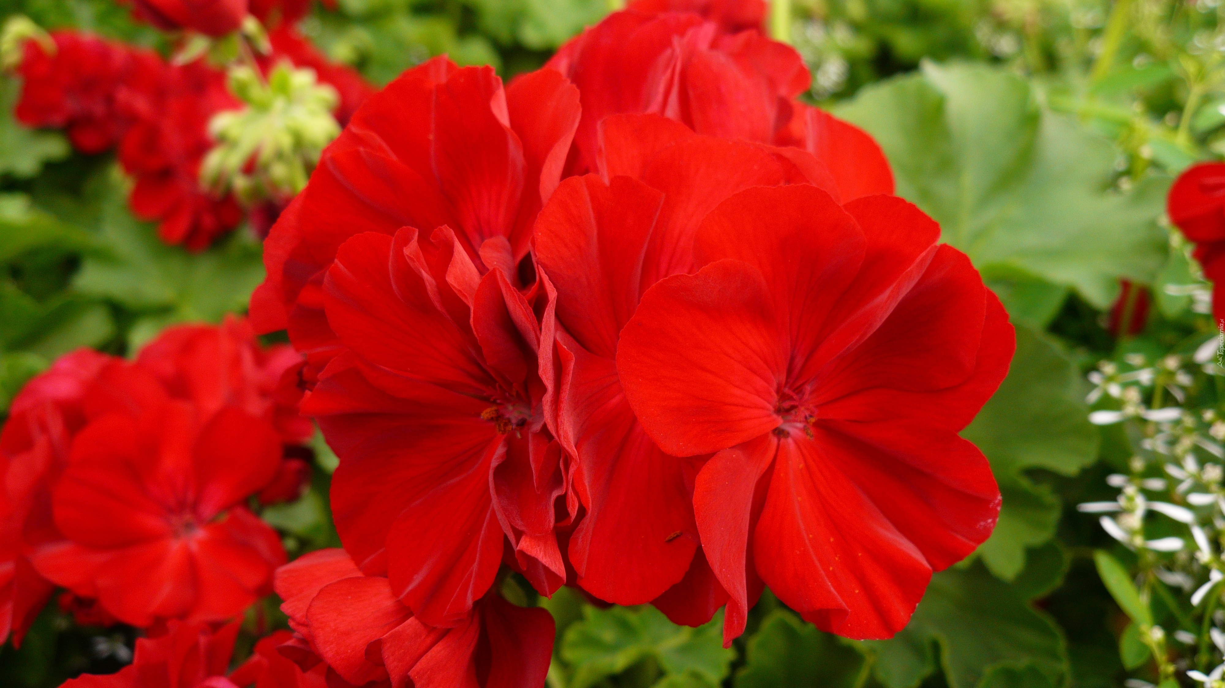 Kwiat, Czerwone, Geranium