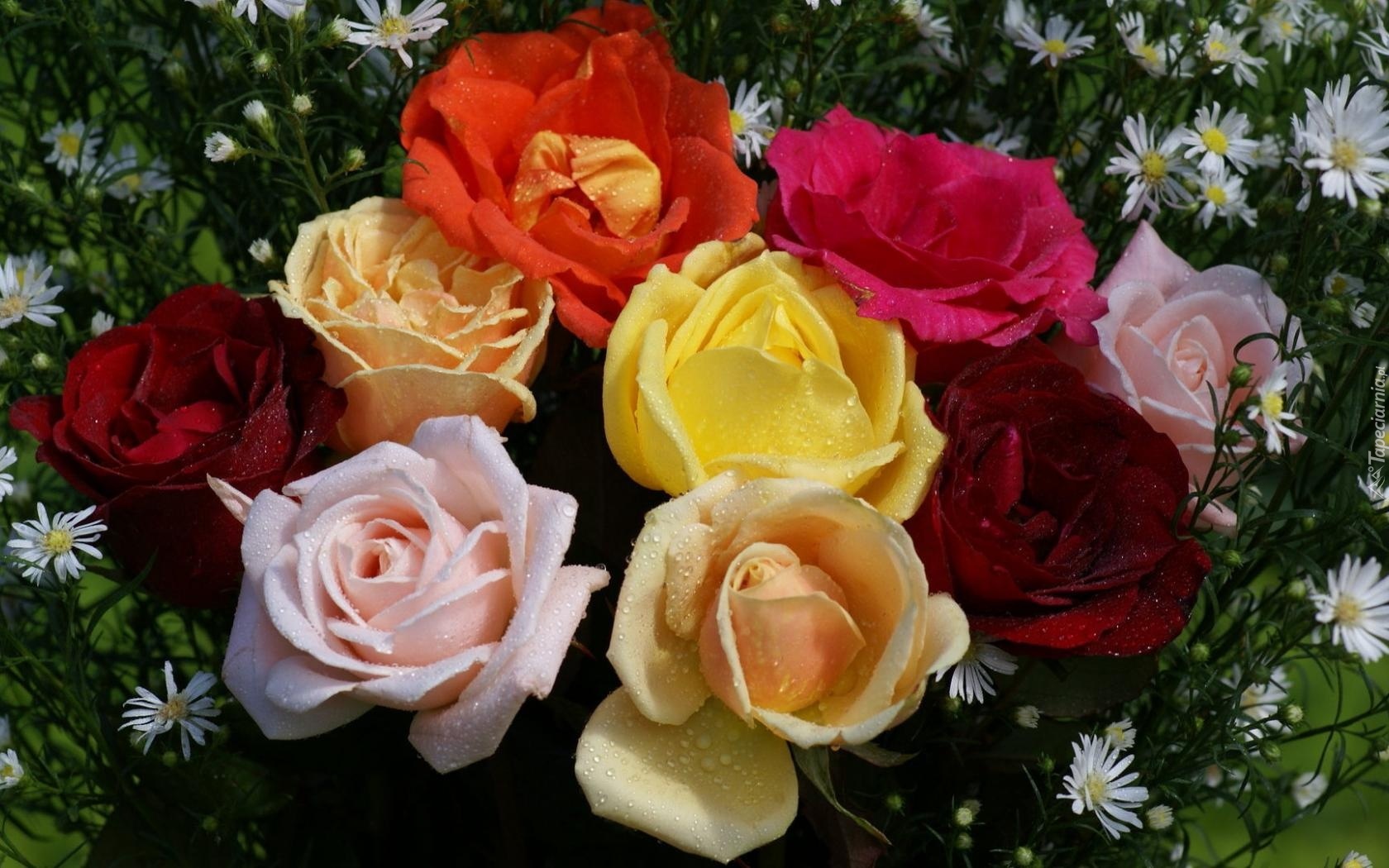 Bukiet, Kolorowych, Róż