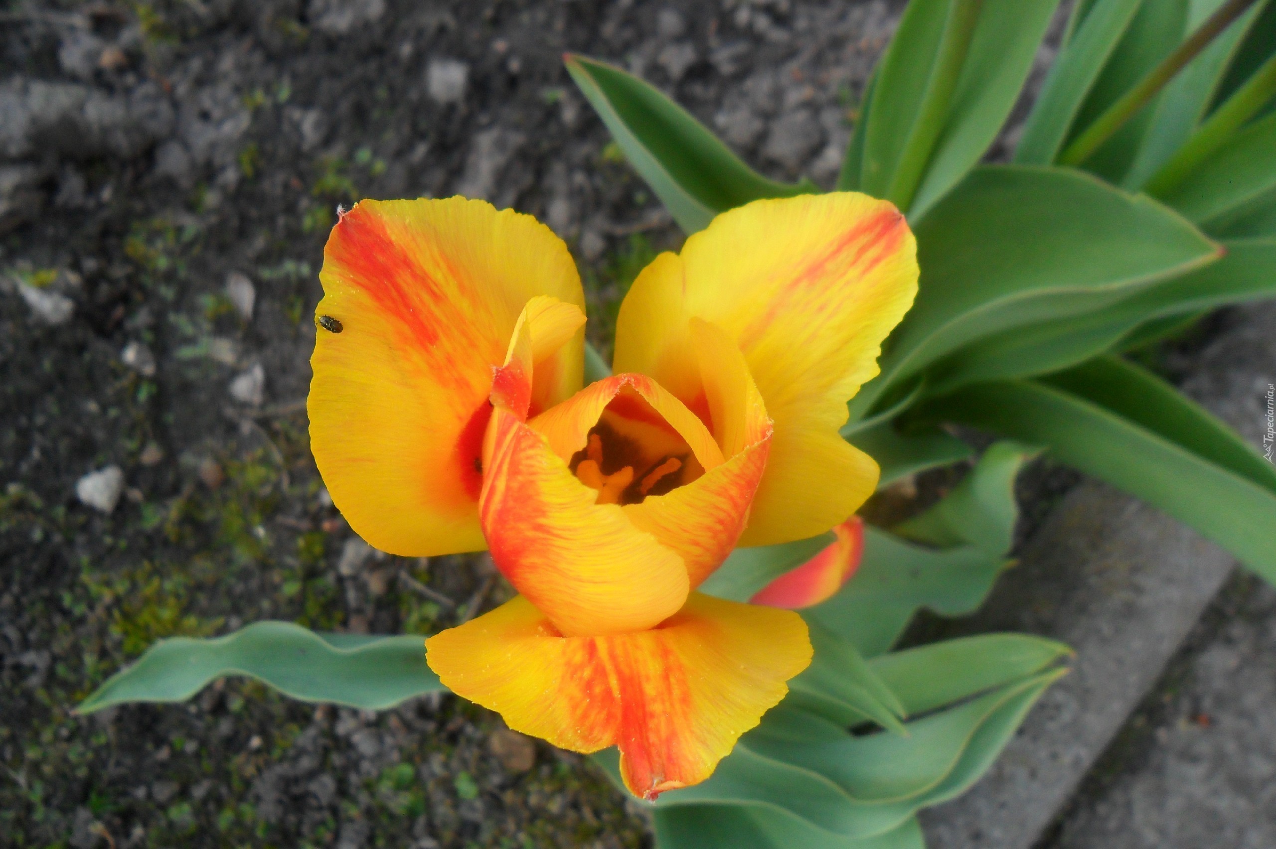 Żółto-pomarańczowy, Tulipan, Zielone, Liście