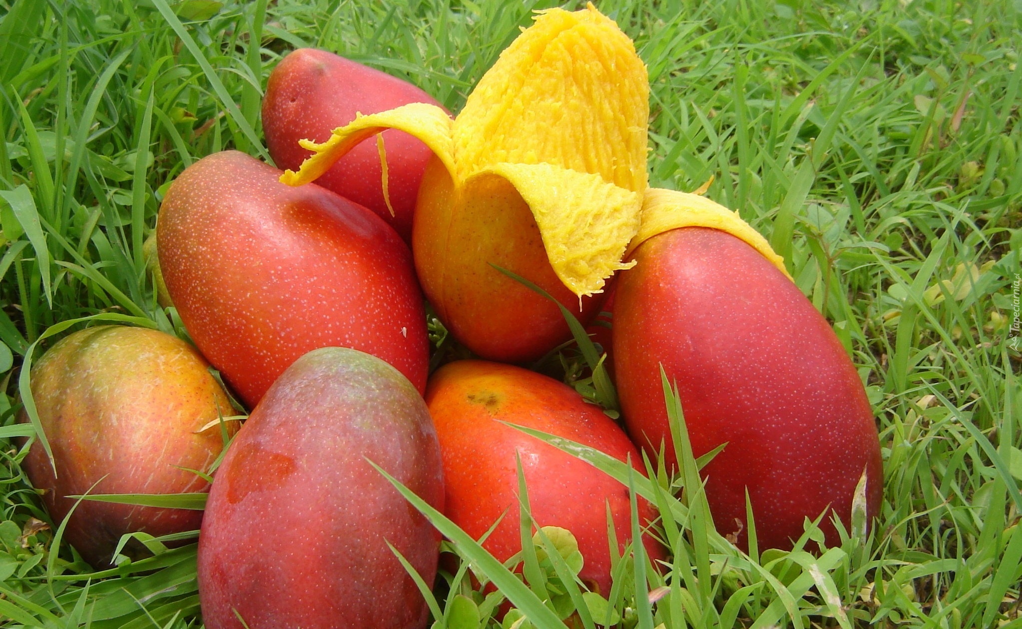 Stosik, Owoców, Mango