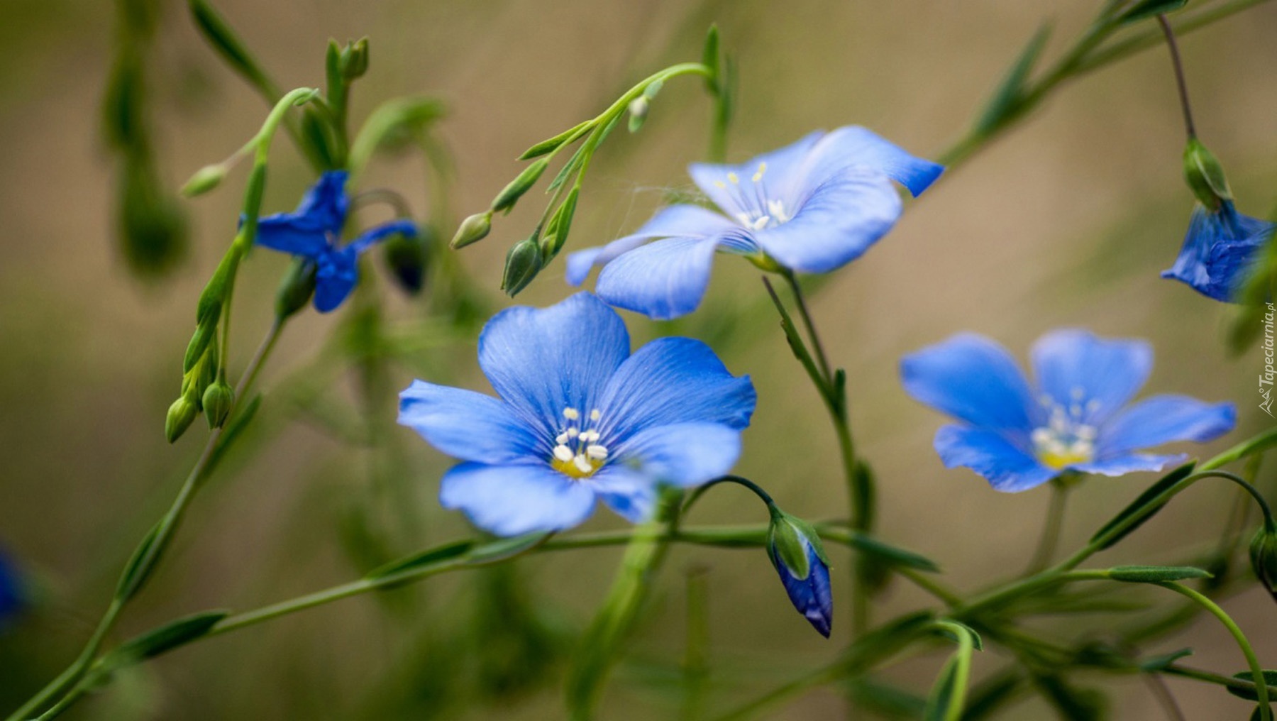 Polny, Niebieski, Kwiat, Len włochaty