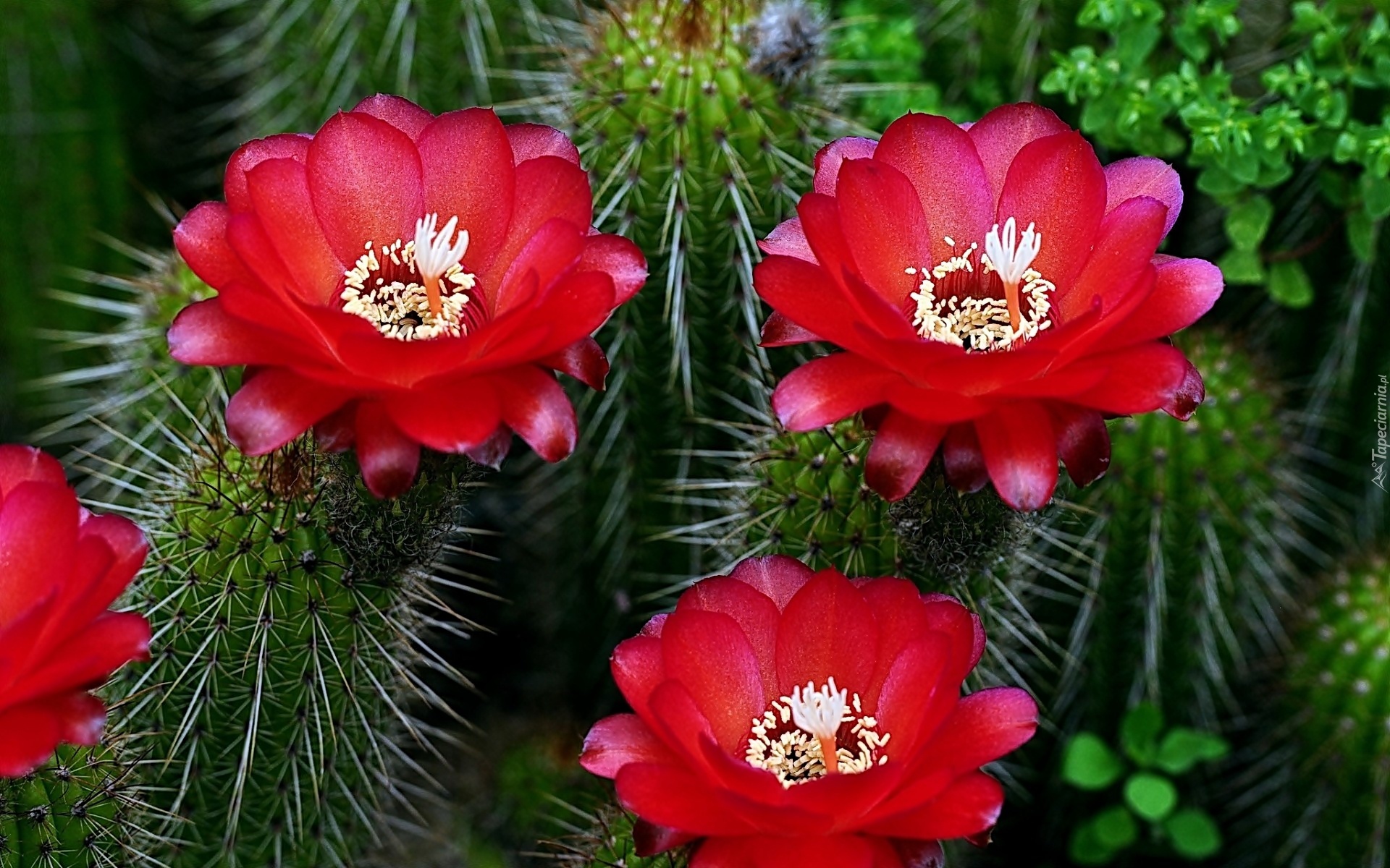 Kwitnące, Kaktusy