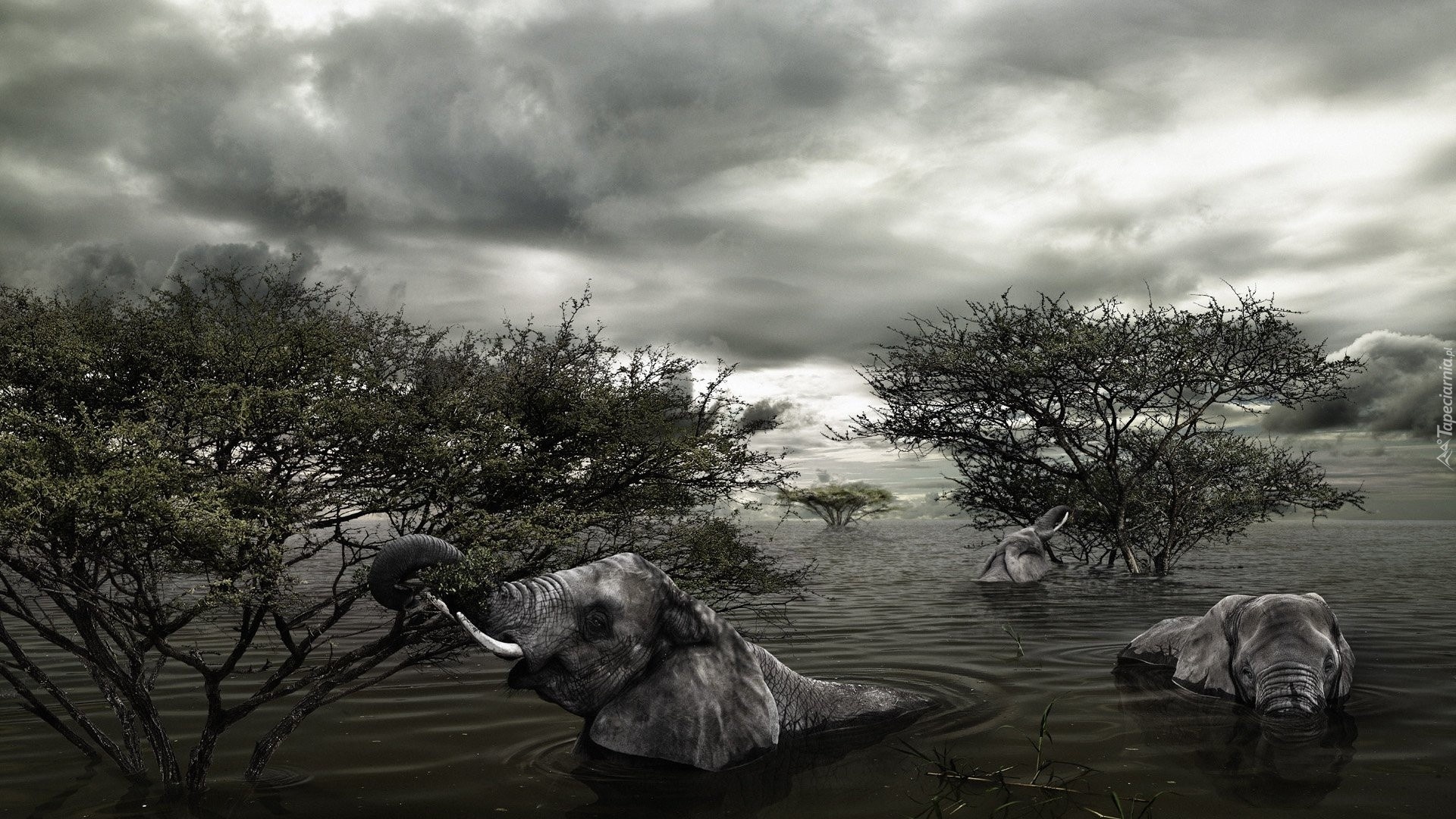 Powódź, Słonie, Drzewa, Chmury