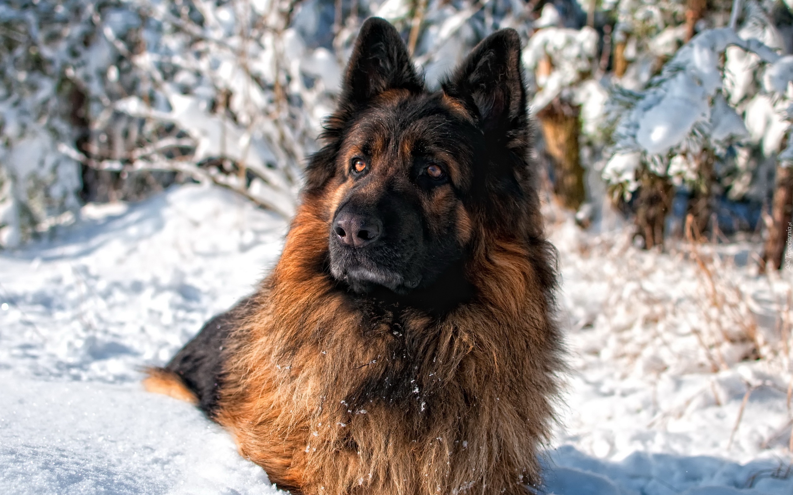 Pies, Śnieg, Zima