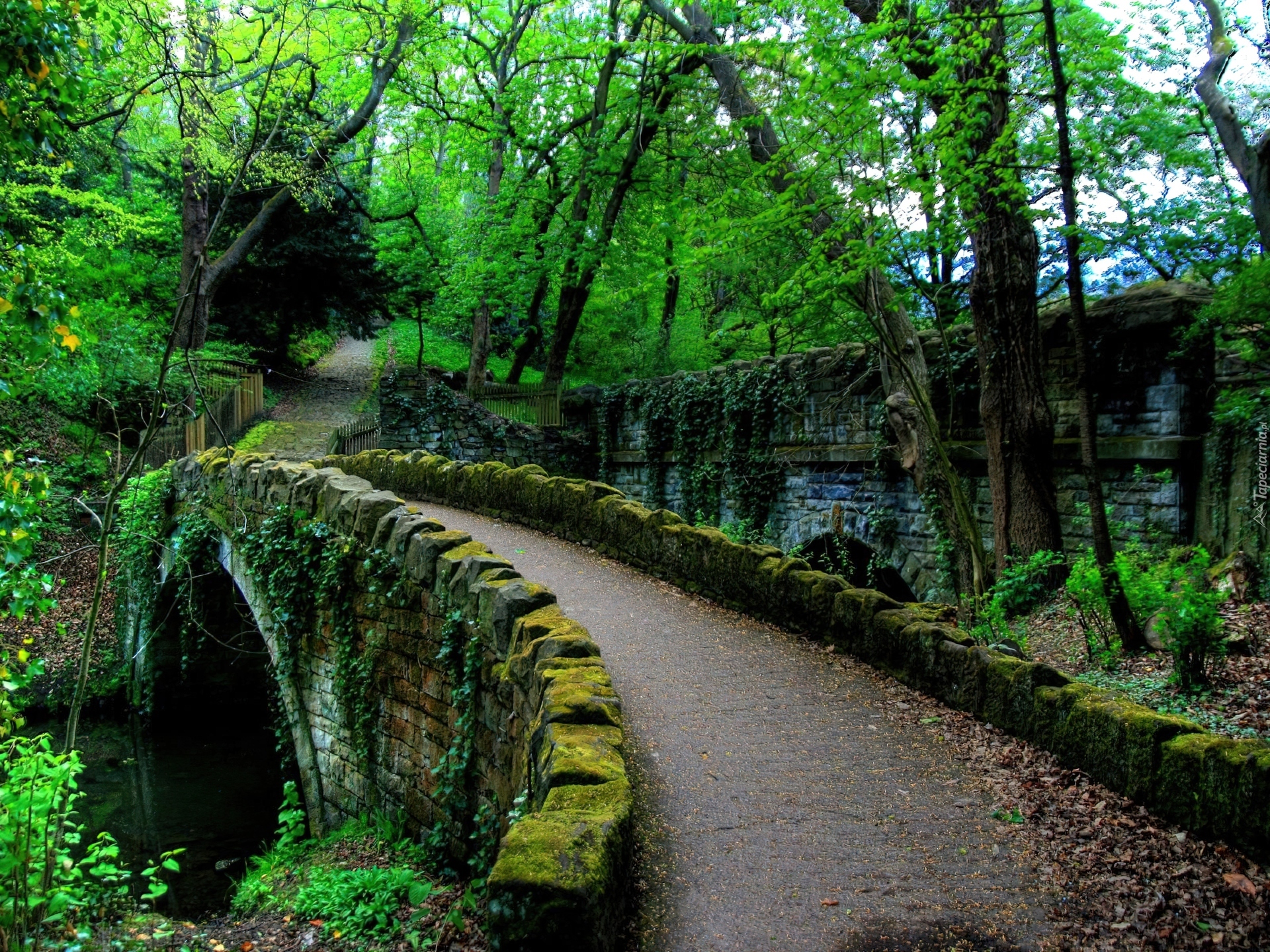 Park, Dróżka, Drzewa, Mech