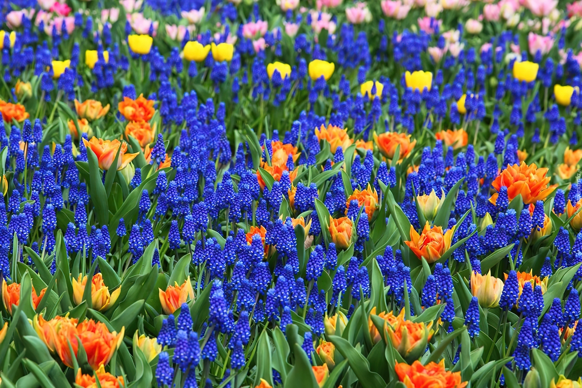 Kolorowe, Kwiaty, Tulipany, Szafirki