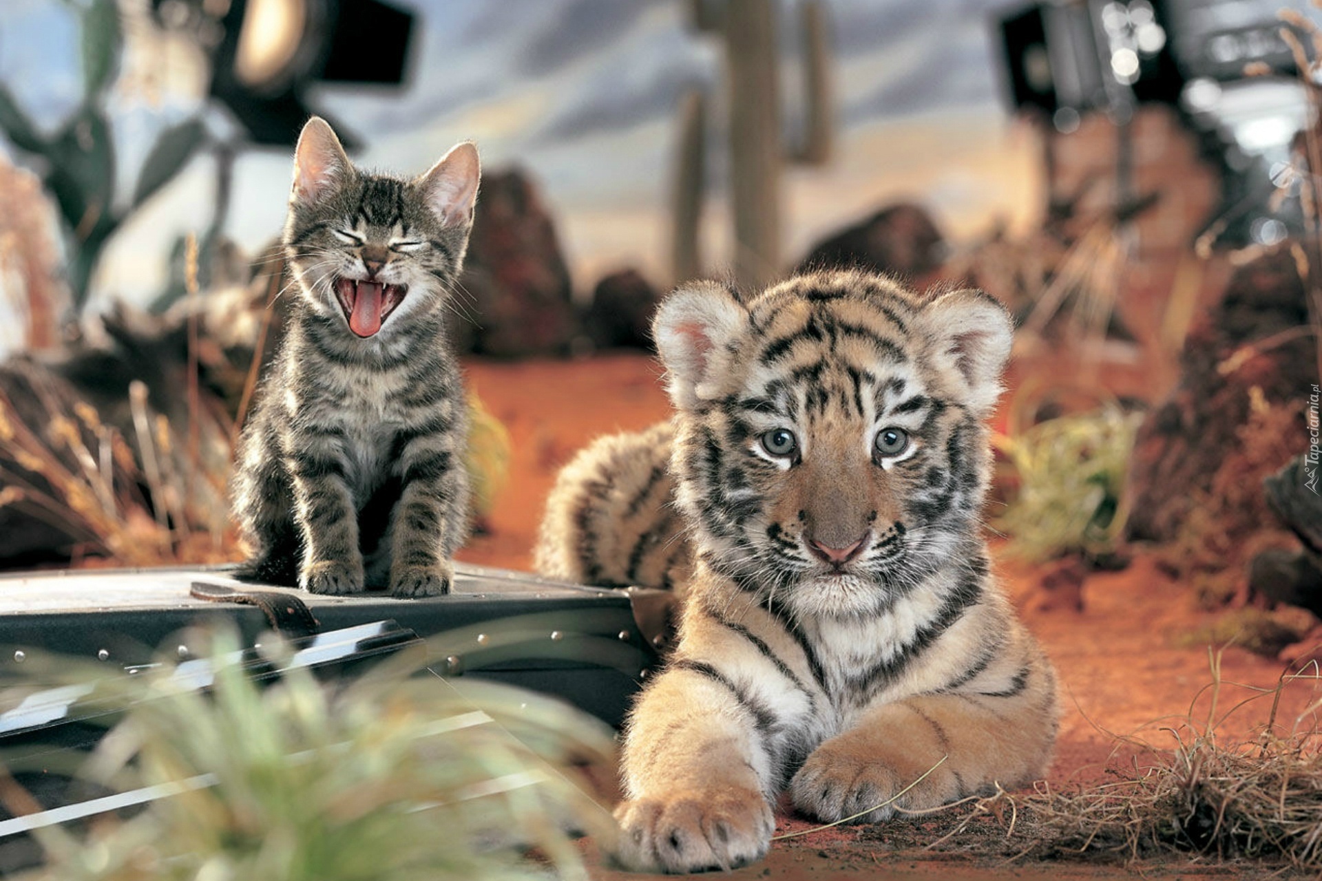 Tygrys, Mały, Kotek
