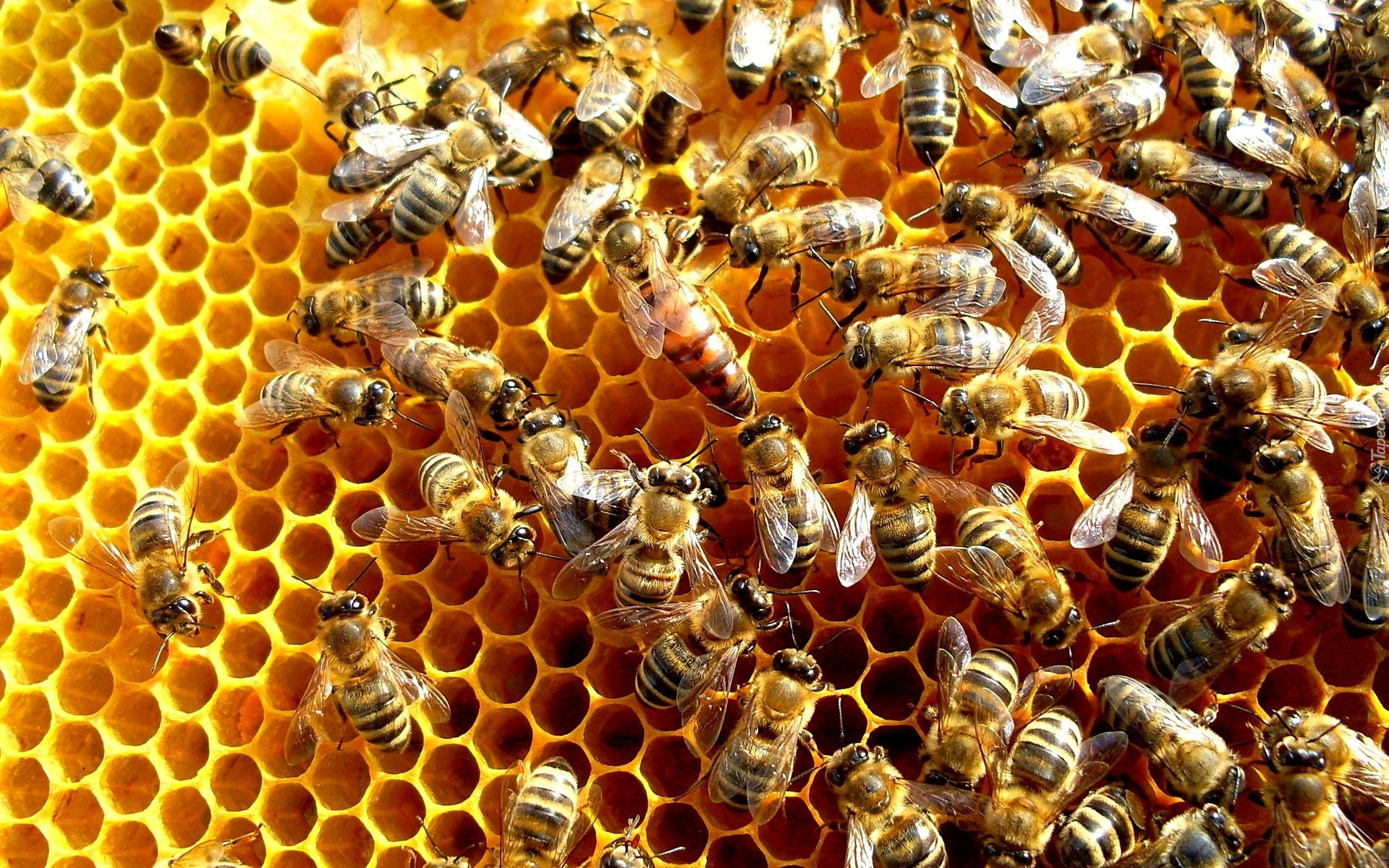 Pszczoły, Plaster, Miodu