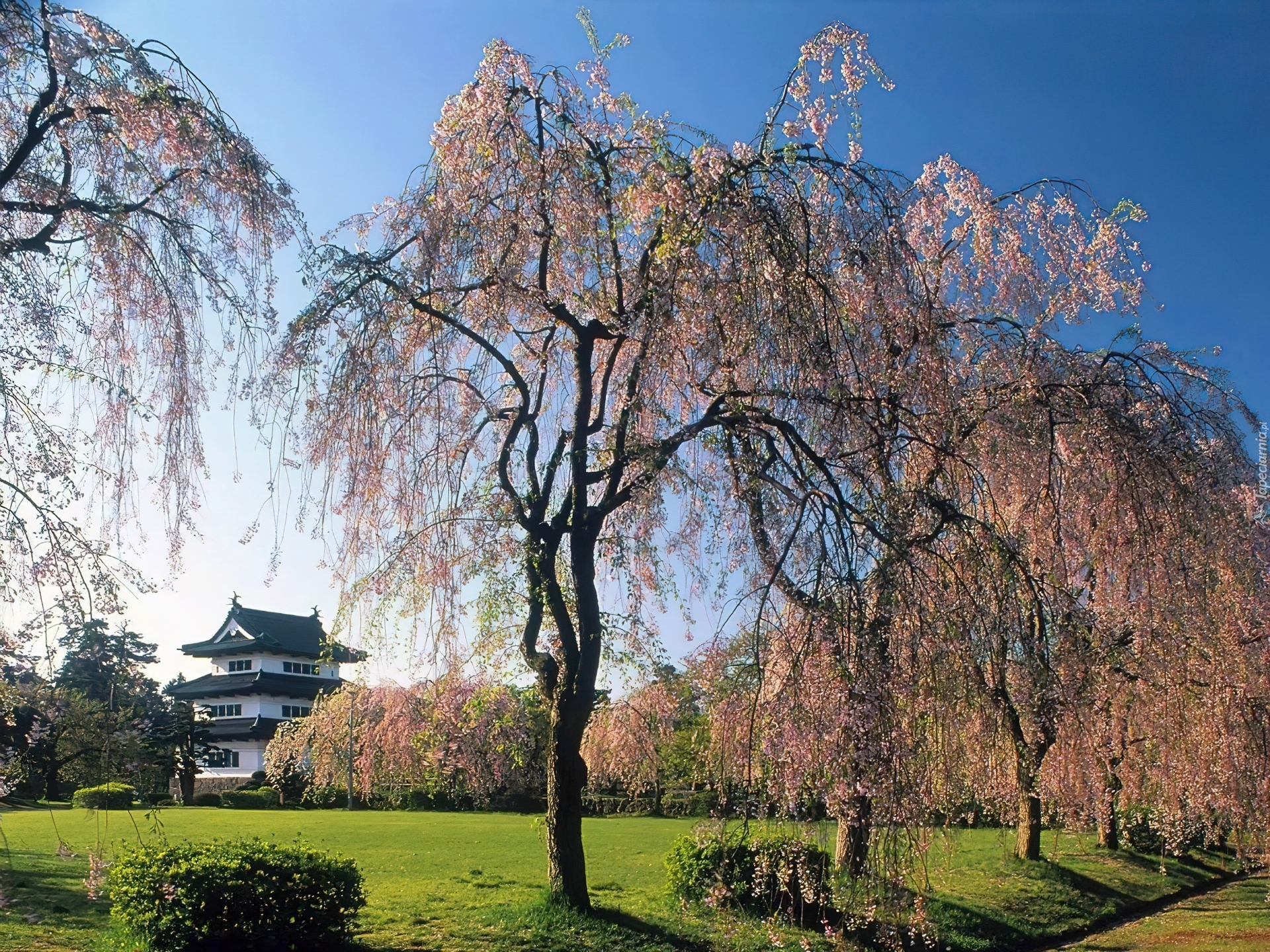 Kwitnące, Drzewa, Dom, Japonia, Wiosna