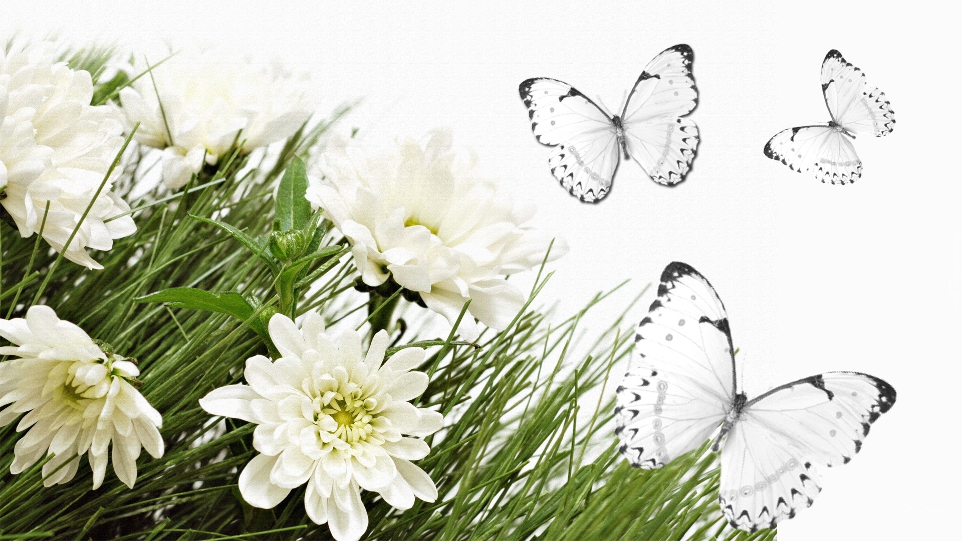 Białe, Kwiatki, Motyle