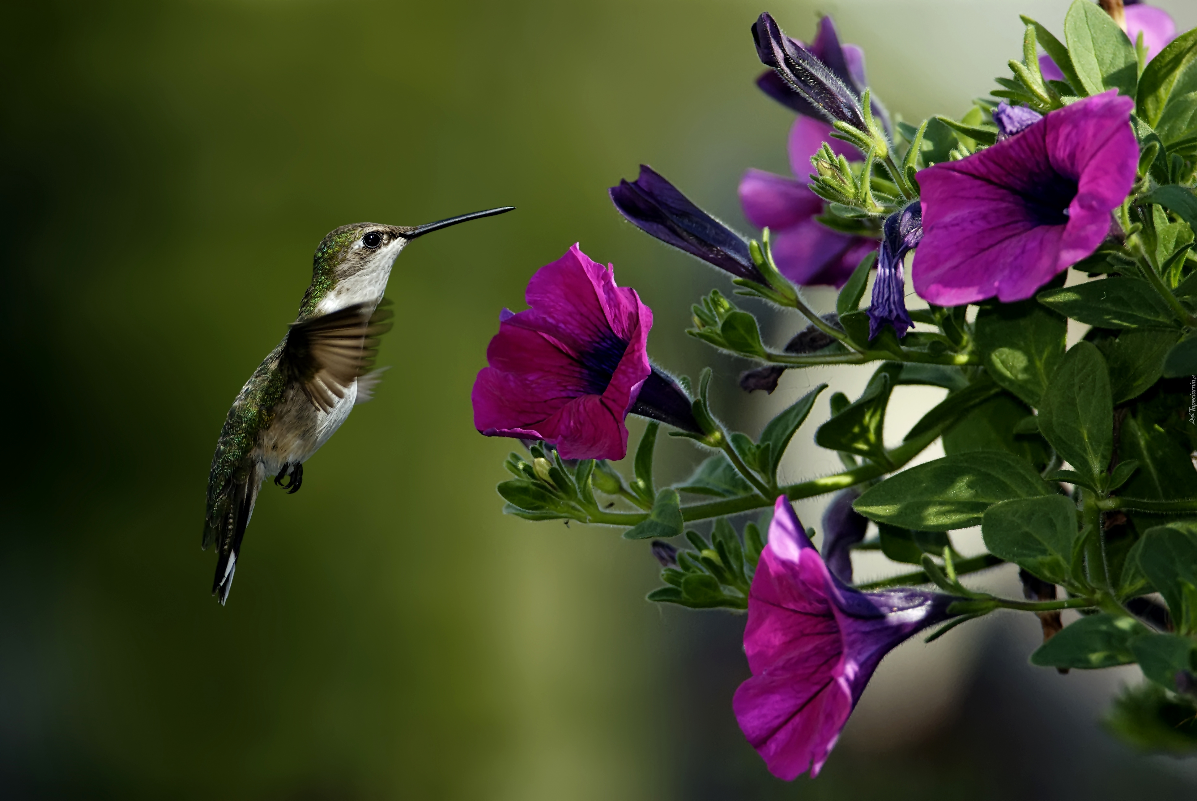 Ptak, Koliber, Kwiaty
