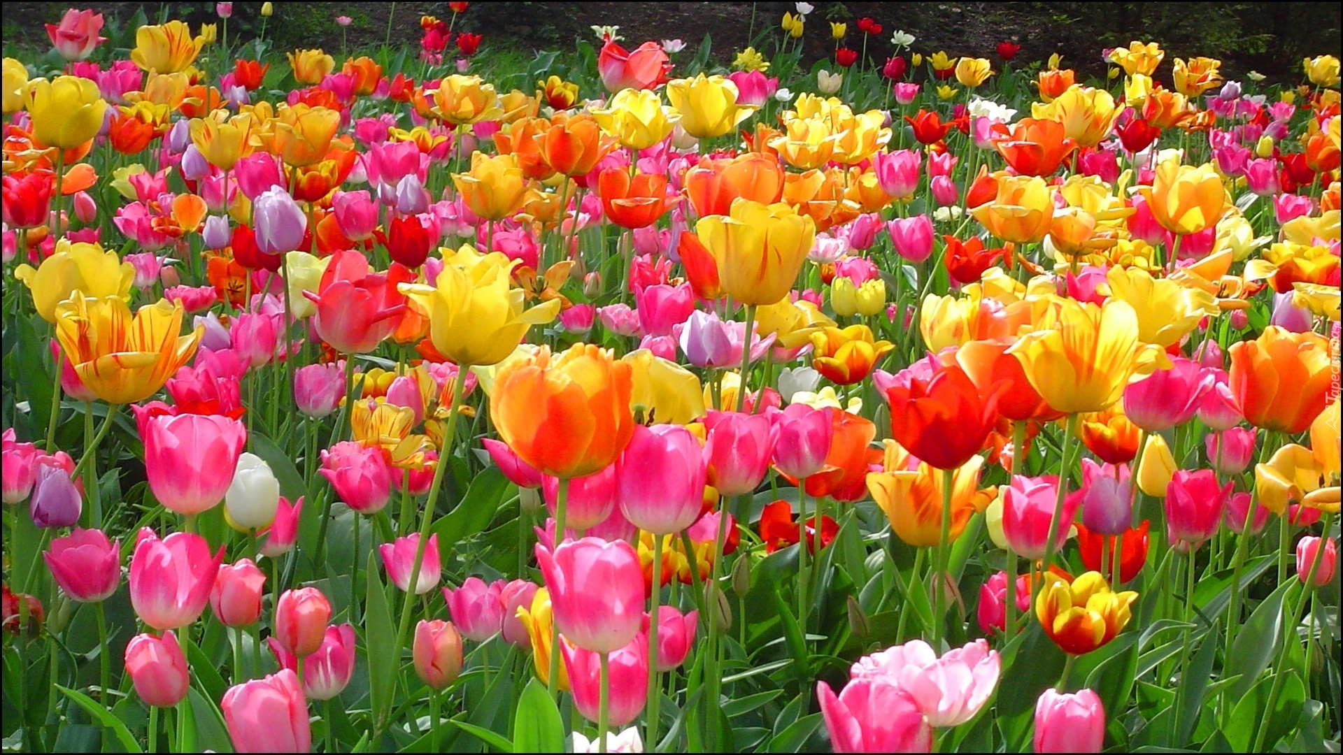 167783_kwiaty_kolorowe_tulipany.jpg