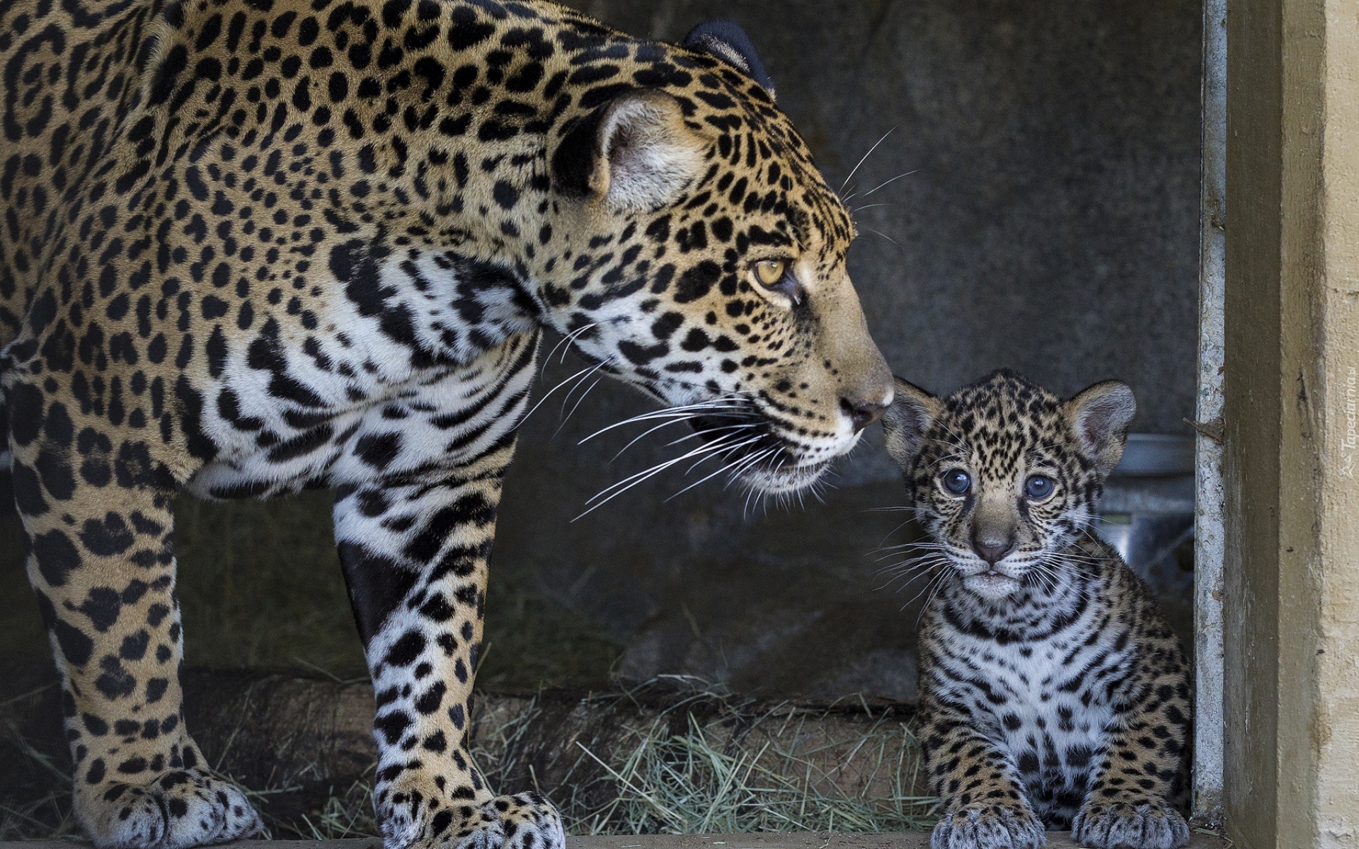 Jaguary, Dzikie, Koty, Matka, Młody