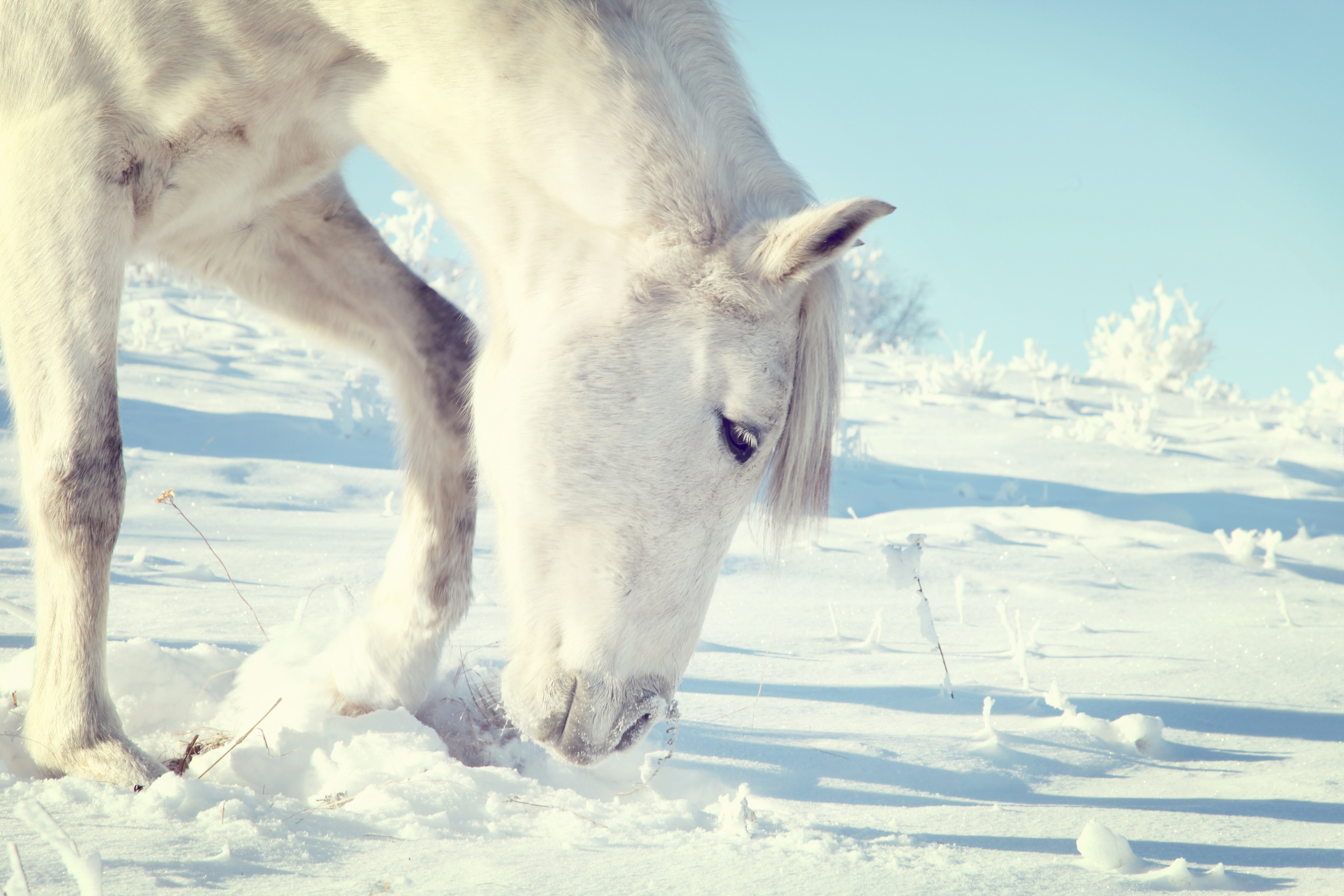 Biały, Koń, Śnieg