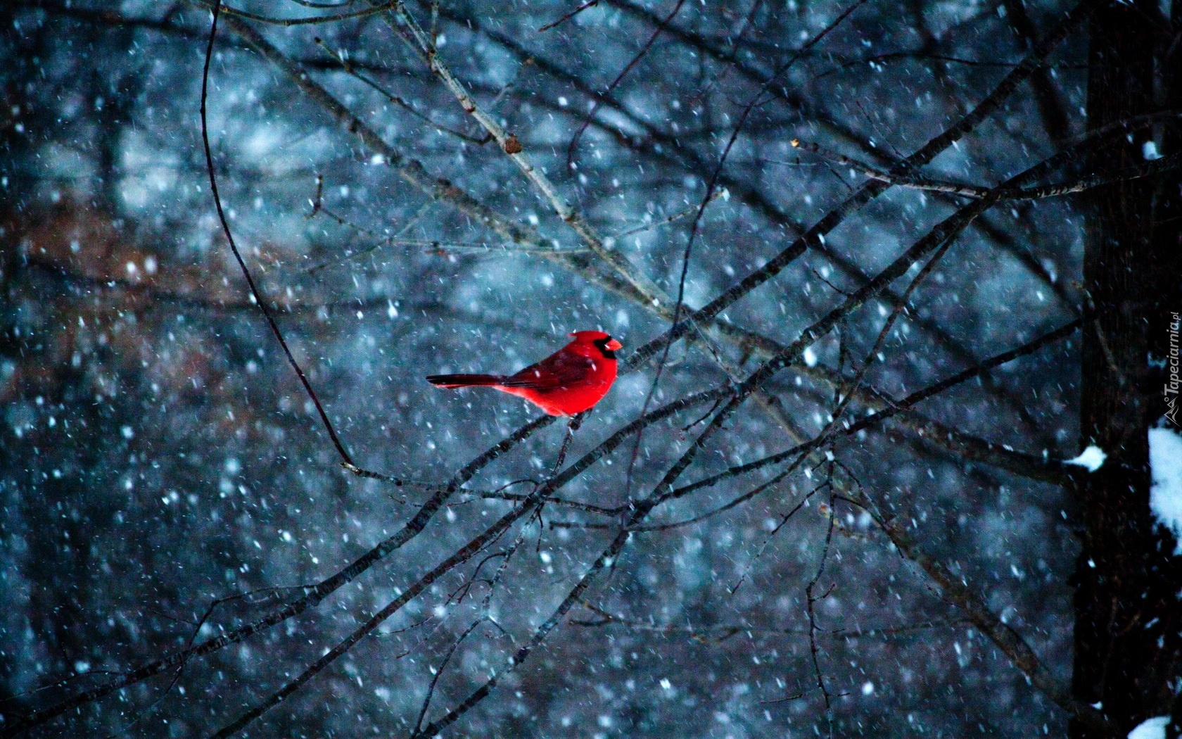 Czerwony, Ptaszek ,Gałęzie, Śnieg