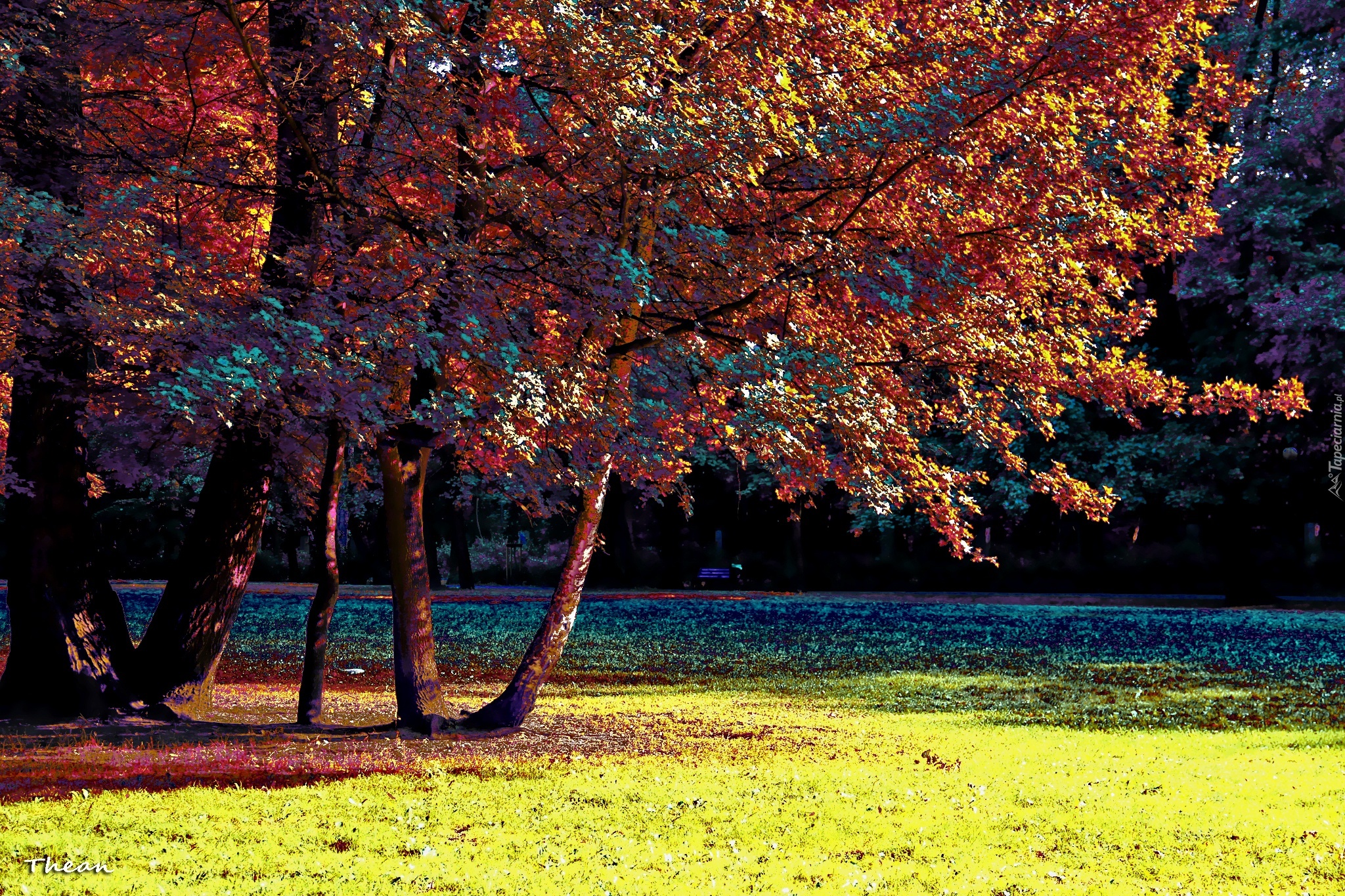 Kolorowy, Park, Drzewa