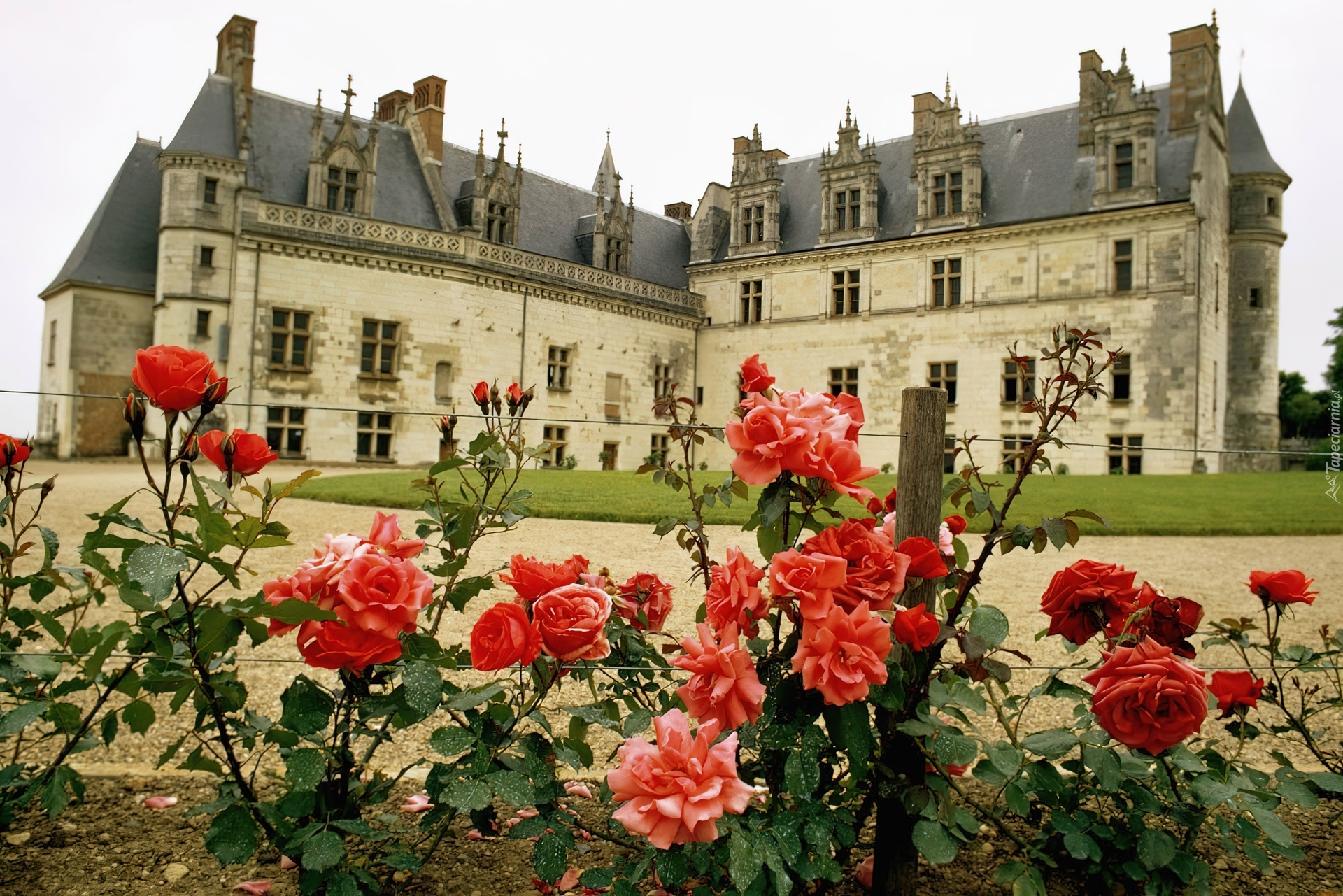 Ogród, Róże, Zamek, Amboise. Francja