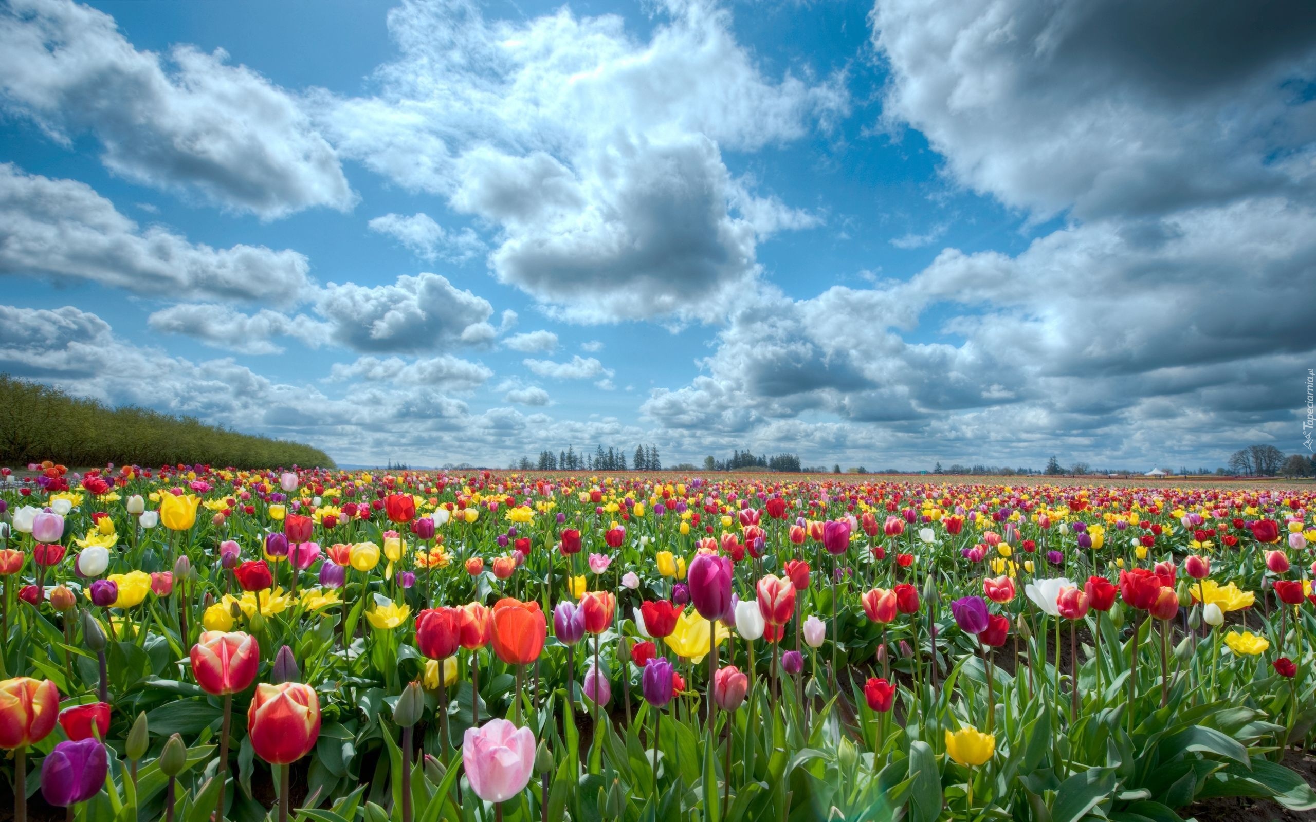 Pole, Kolorowe, Tulipany