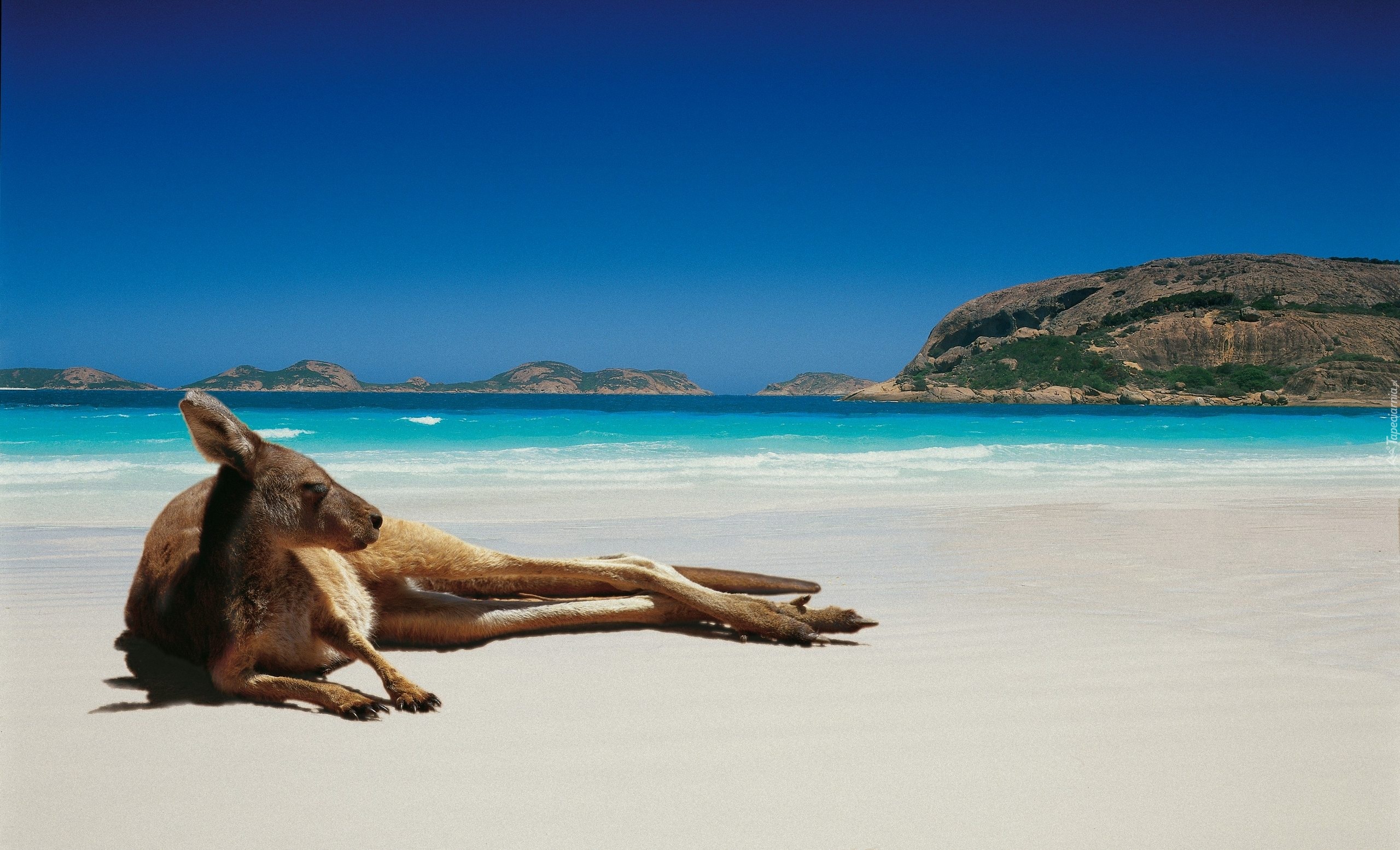 Kangur, Plaża, Australia