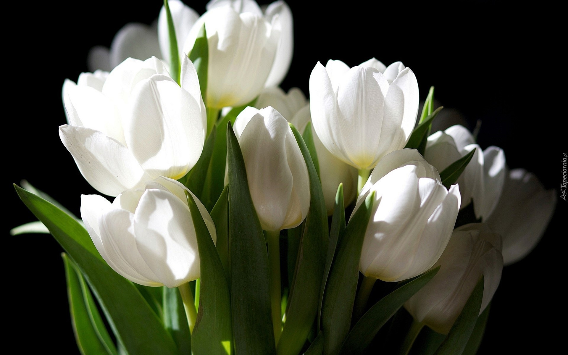 Białe, Tulipany