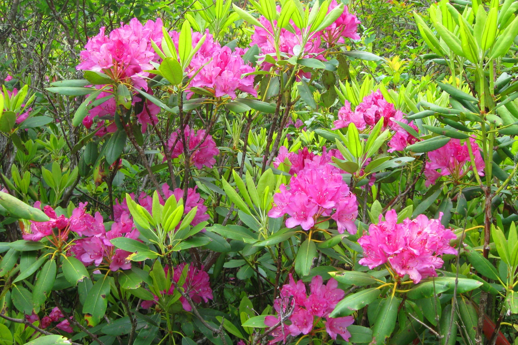 Rododendron, Różowe, Kwiaty