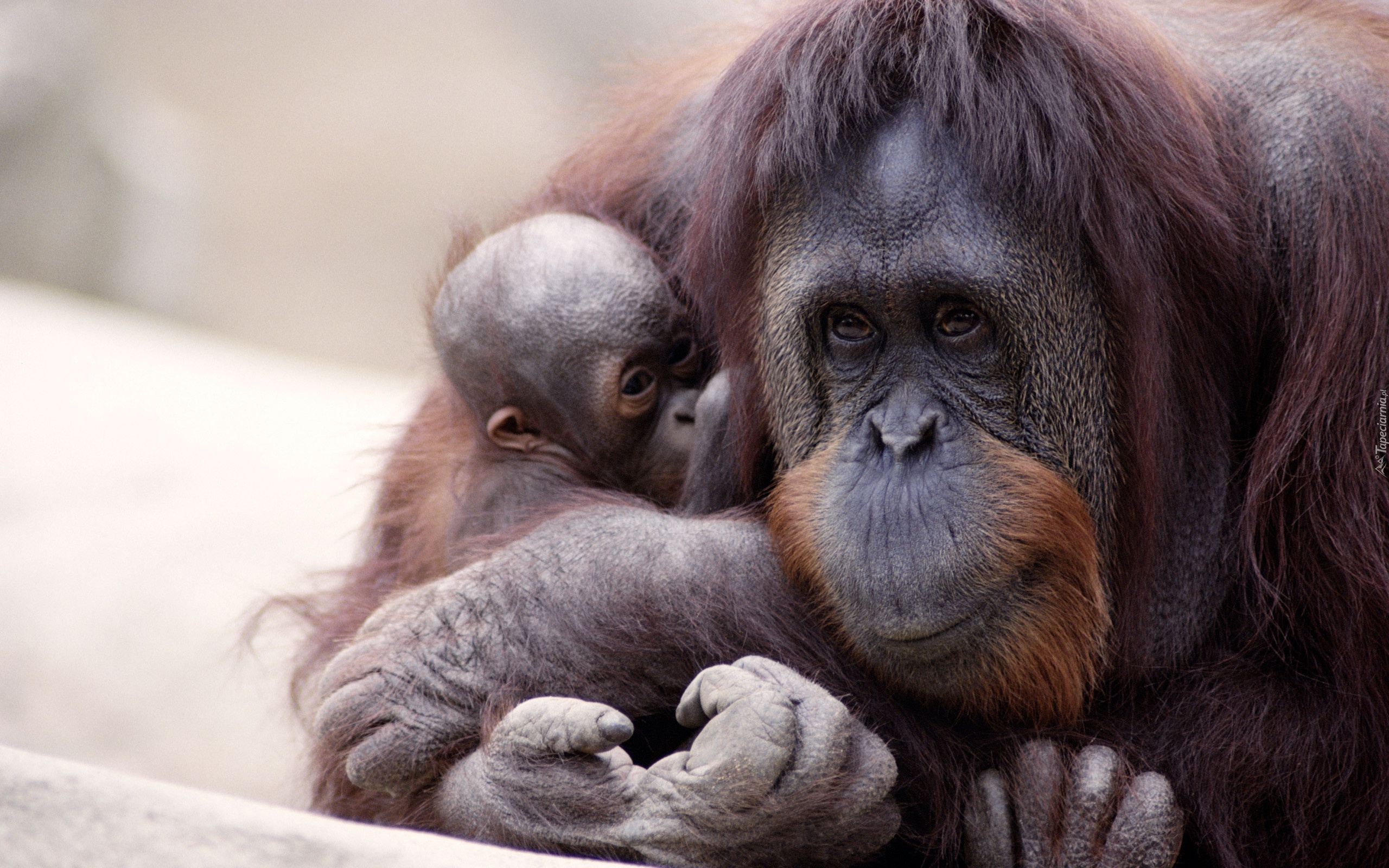 Małpa, Orangutan, Małe