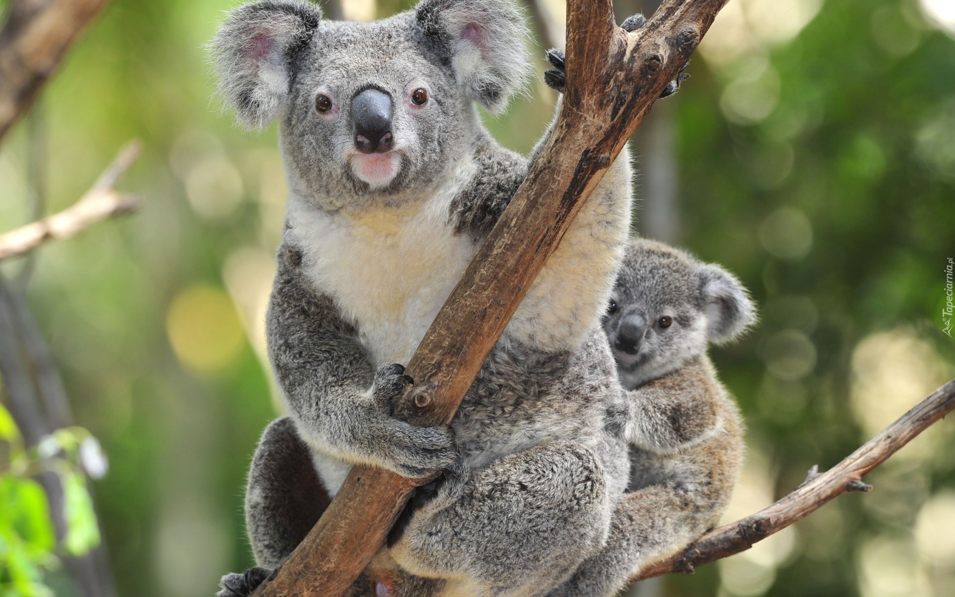 Miś, Koala, Małe, Drzewo