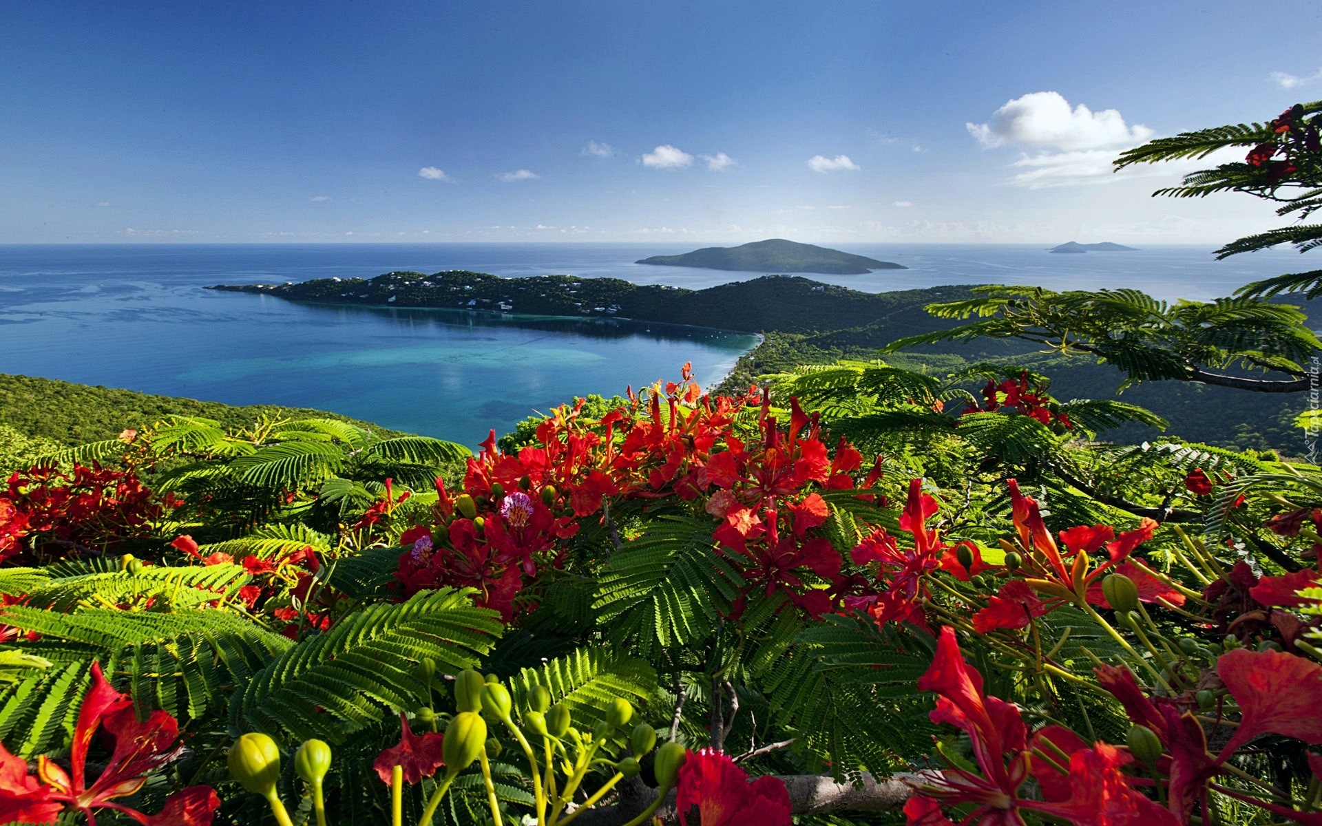 Kwiaty, Ocean, Wyspy, Karaiby